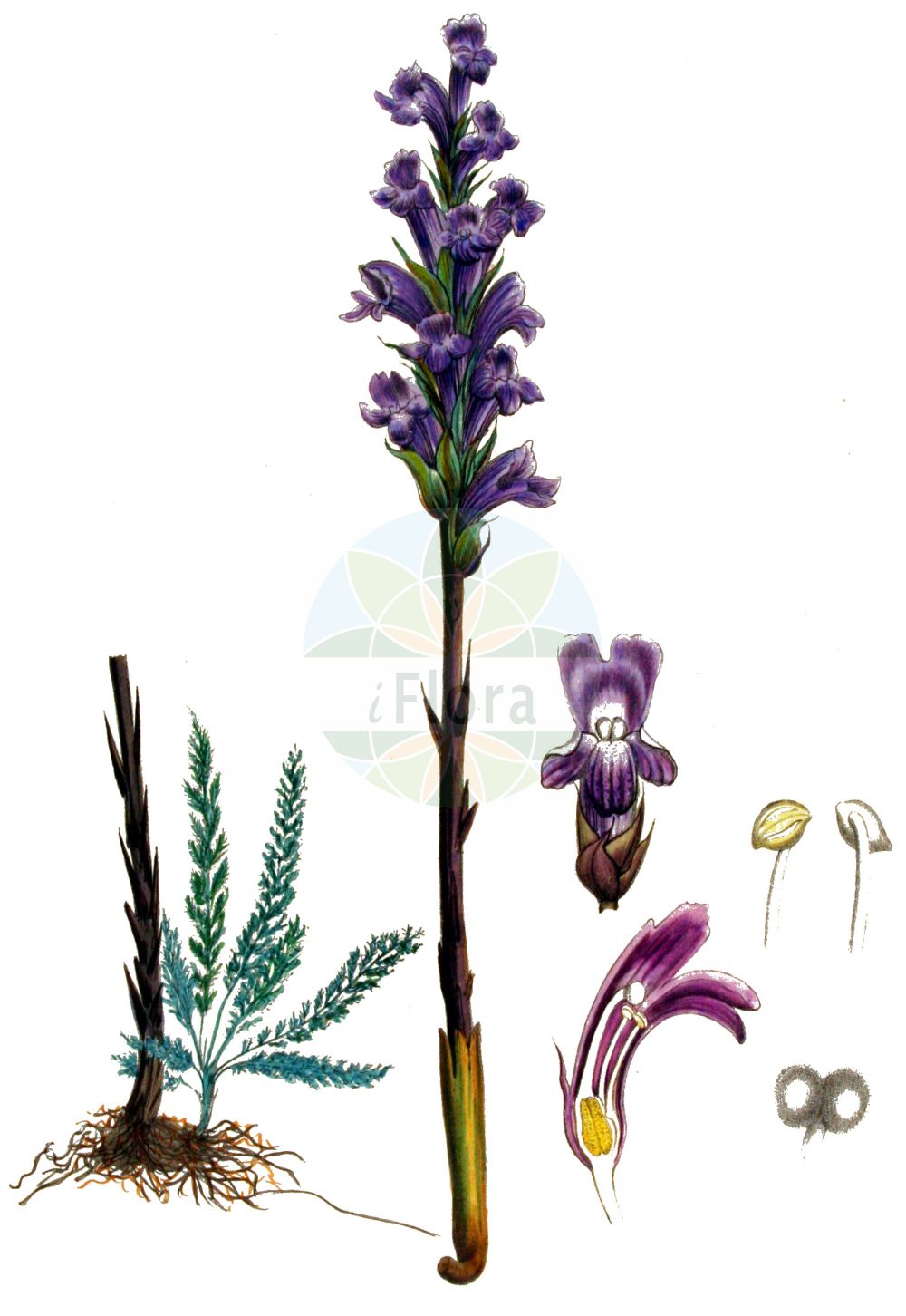 Historische Abbildung von Orobanche coerulescens (Bläuliche Sommerwurz - Blue Broomrape). Das Bild zeigt Blatt, Bluete, Frucht und Same. ---- Historical Drawing of Orobanche coerulescens (Bläuliche Sommerwurz - Blue Broomrape). The image is showing leaf, flower, fruit and seed.(Orobanche coerulescens,Bläuliche Sommerwurz,Blue Broomrape,Orobanche coerulescens,Orobanche korshinskyi,Blaeuliche Sommerwurz,Blue Broomrape,Orobanche,Sommerwurz,Broomrape,Orobanchaceae,Sommerwurzgewächse,Broomrape family,Blatt,Bluete,Frucht,Same,leaf,flower,fruit,seed,Kops (1800-1934))