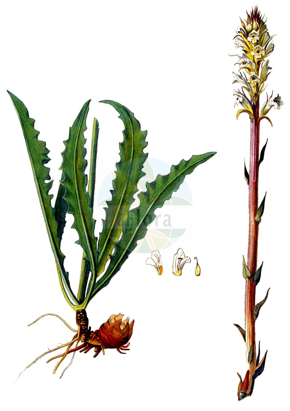 Historische Abbildung von Orobanche picridis (Bitterkraut-Sommerwurz - Oxtongue Broomrape). Das Bild zeigt Blatt, Bluete, Frucht und Same. ---- Historical Drawing of Orobanche picridis (Bitterkraut-Sommerwurz - Oxtongue Broomrape). The image is showing leaf, flower, fruit and seed.(Orobanche picridis,Bitterkraut-Sommerwurz,Oxtongue Broomrape,Bitterkraut-Sommerwurz,Oxtongue Broomrape,Picris Broomrape,Orobanche,Sommerwurz,Broomrape,Orobanchaceae,Sommerwurzgewächse,Broomrape family,Blatt,Bluete,Frucht,Same,leaf,flower,fruit,seed,Kops (1800-1934))