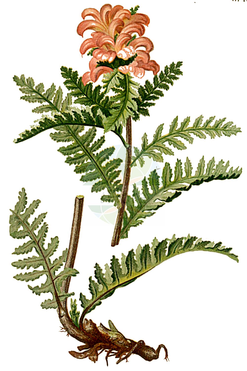 Historische Abbildung von Pedicularis recutita (Gestutztes Läusekraut - Beakless Red Lousewort). Das Bild zeigt Blatt, Bluete, Frucht und Same. ---- Historical Drawing of Pedicularis recutita (Gestutztes Läusekraut - Beakless Red Lousewort). The image is showing leaf, flower, fruit and seed.(Pedicularis recutita,Gestutztes Läusekraut,Beakless Red Lousewort,Pedicularis recutita,Gestutztes Laeusekraut,Truebrotes Laeusekraut,Beakless Red Lousewort,Truncate Lousewort,Pedicularis,Läusekraut,Lousewort,Orobanchaceae,Sommerwurzgewächse,Broomrape family,Blatt,Bluete,Frucht,Same,leaf,flower,fruit,seed,Hartinger & von Dalla Torre (1806f))