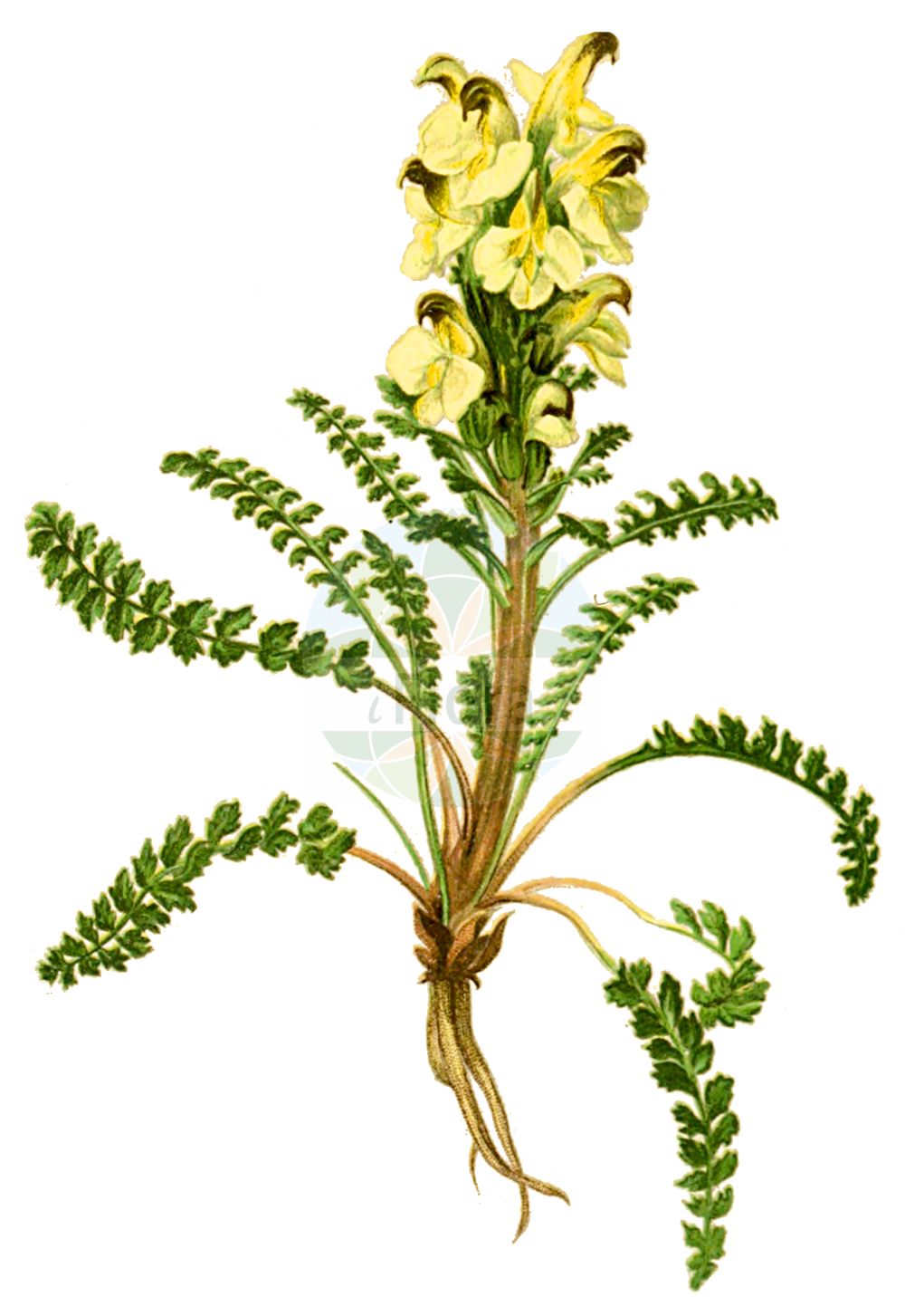 Historische Abbildung von Pedicularis oederi (Buntes Läusekraut - Crimson-tipped Lousewort). Das Bild zeigt Blatt, Bluete, Frucht und Same. ---- Historical Drawing of Pedicularis oederi (Buntes Läusekraut - Crimson-tipped Lousewort). The image is showing leaf, flower, fruit and seed.(Pedicularis oederi,Buntes Läusekraut,Crimson-tipped Lousewort,Pedicularis oederi,Pedicularis versicolor,Buntes Laeusekraut,Crimson-tipped Lousewort,Oeder's Lousewort,Pedicularis,Läusekraut,Lousewort,Orobanchaceae,Sommerwurzgewächse,Broomrape family,Blatt,Bluete,Frucht,Same,leaf,flower,fruit,seed,Hartinger & von Dalla Torre (1806f))