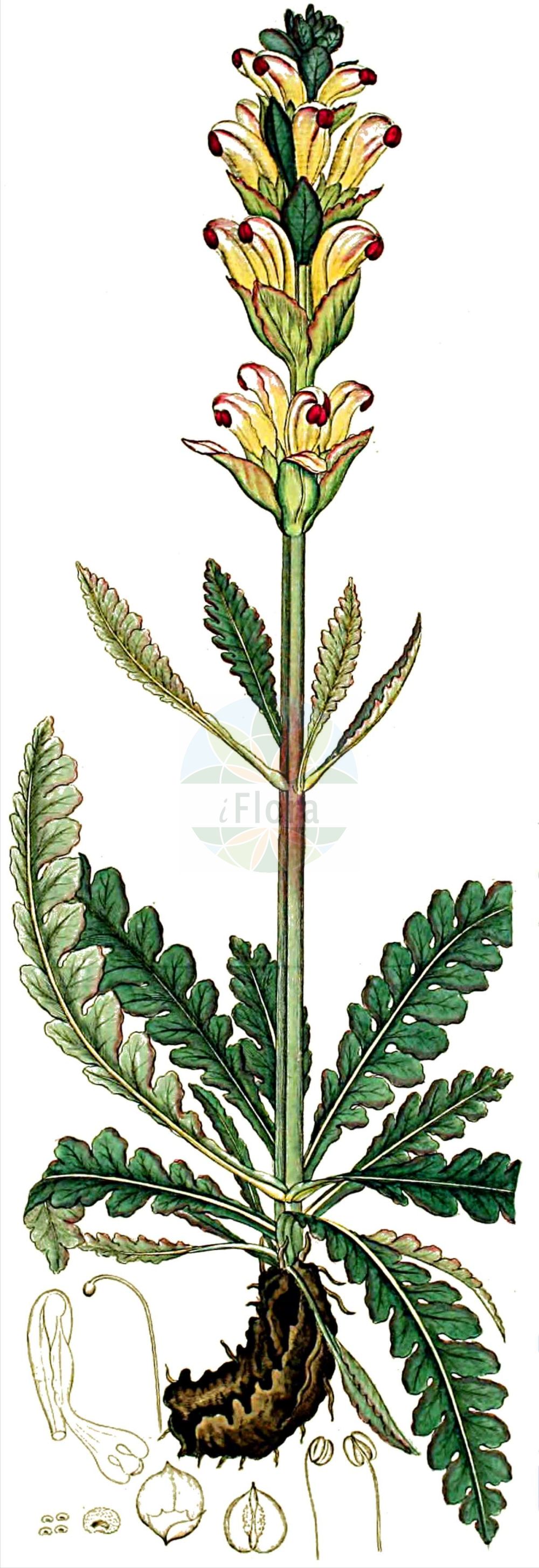 Historische Abbildung von Pedicularis sceptrum-carolinum (Karlszepter - Moor-king). Das Bild zeigt Blatt, Bluete, Frucht und Same. ---- Historical Drawing of Pedicularis sceptrum-carolinum (Karlszepter - Moor-king). The image is showing leaf, flower, fruit and seed.(Pedicularis sceptrum-carolinum,Karlszepter,Moor-king,Pedicularis sceptrum-carolinum,Karlszepter,Moorkoenig,Moor-king,Pedicularis,Läusekraut,Lousewort,Orobanchaceae,Sommerwurzgewächse,Broomrape family,Blatt,Bluete,Frucht,Same,leaf,flower,fruit,seed,Svensk Botanik (Svensk Botanik))