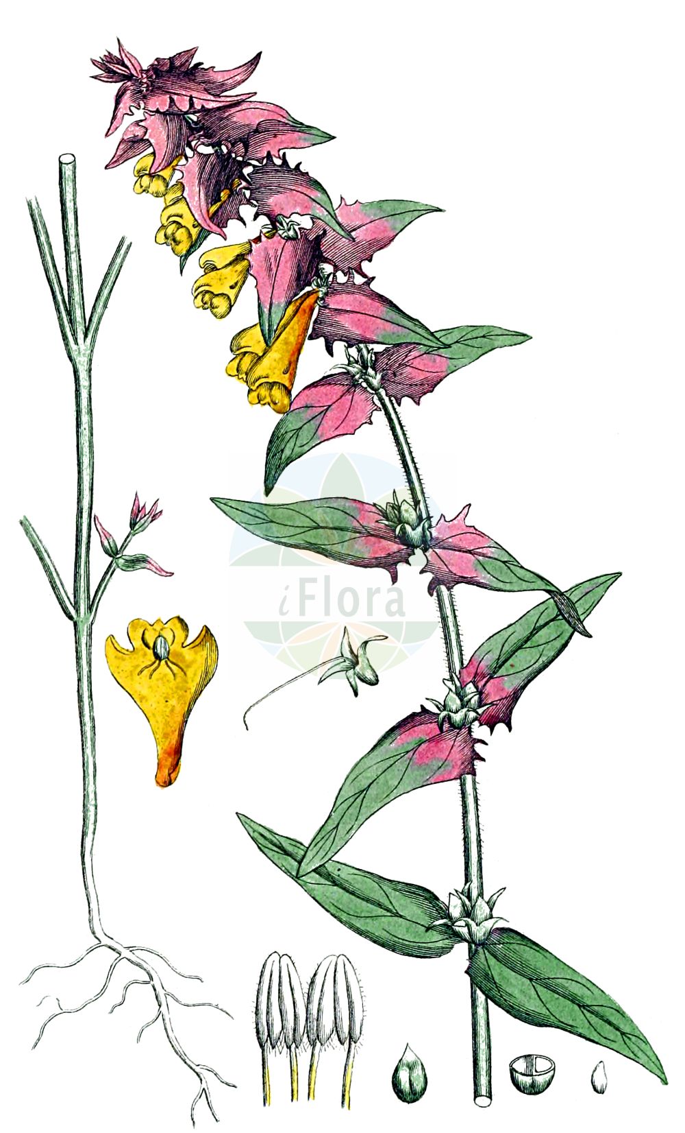 Historische Abbildung von Melampyrum nemorosum (Hain-Wachtelweizen - Wood Cow-wheat). Das Bild zeigt Blatt, Bluete, Frucht und Same. ---- Historical Drawing of Melampyrum nemorosum (Hain-Wachtelweizen - Wood Cow-wheat). The image is showing leaf, flower, fruit and seed.(Melampyrum nemorosum,Hain-Wachtelweizen,Wood Cow-wheat,Melampyrum debreceniense,Melampyrum moravicum,Melampyrum nemorosum,Melampyrum nemorosum L. subsp.,Melampyrum nemorosum subsp. zingeri,Hain-Wachtelweizen,Polnischer Wachtelweizen,Wood Cow-wheat,Blue Cow-wheat,Melampyrum,Wachtelweizen,Cowwheat,Orobanchaceae,Sommerwurzgewächse,Broomrape family,Blatt,Bluete,Frucht,Same,leaf,flower,fruit,seed,Svensk Botanik (Svensk Botanik))