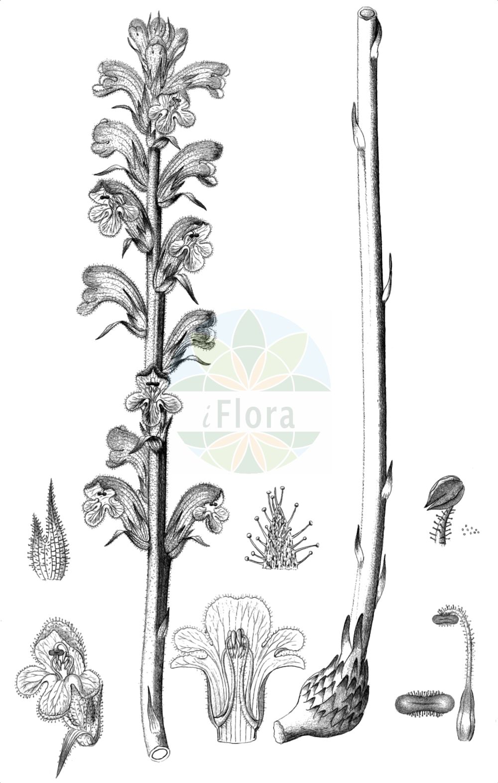 Historische Abbildung von Orobanche caryophyllacea (Nelken-Sommerwurz - Bedstraw Broomrape). Das Bild zeigt Blatt, Bluete, Frucht und Same. ---- Historical Drawing of Orobanche caryophyllacea (Nelken-Sommerwurz - Bedstraw Broomrape). The image is showing leaf, flower, fruit and seed.(Orobanche caryophyllacea,Nelken-Sommerwurz,Bedstraw Broomrape,Orobanche buhsei,Orobanche caryophyllacea,Orobanche clausonis,Orobanche galii,Orobanche hesperina,Orobanche vulgaris,Nelken-Sommerwurz,Gemeine Sommerwurz,Bedstraw Broomrape,Clove-scented Broomrape,Orobanche,Sommerwurz,Broomrape,Orobanchaceae,Sommerwurzgewächse,Broomrape family,Blatt,Bluete,Frucht,Same,leaf,flower,fruit,seed,Reichenbach (1823-1832))