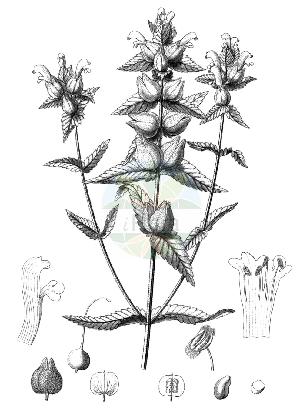 Rhinanthus alectorolophus - Orobanchaceae,Plantae,Pteridobiotina,Angiosperms,Lamiales,Orobanchaceae,Rhinanthus,Rhinanthus alectorolophus,Alectorolophus arvensis, Alectorolophus ellipticus, Alectorolophus facchinii, Alectorolophus grandiflorus var. hirsutus, Alectorolophus grandiflorus var. modestus, Alectorolophus grandiflorus var. pubens, Alectorolophus grandiflorus var. wallrothii, Alectorolophus hirsutus, Alectorolophus kerneri, Alectorolophus modestus, Alectorolophus patulus, Alectorolophus semleri, Mimulus alectorolophus, Rhinanthus alectorolophus subsp. arvensis, Rhinanthus alectorolophus subsp. buccalis, Rhinanthus alectorolophus subsp. facchinii, Rhinanthus alectorolophus subsp. kerneri, Rhinanthus alectorolophus subsp. kerneri, Rhinanthus alectorolophus subsp. medius, Rhinanthus alectorolophus subsp. modestus, Rhinanthus alectorolophus subsp. patulus, Rhinanthus alectorolophus subvar. patulus, Rhinanthus alectorolophus var. modestus, Rhinanthus alectorolophus var. wallrothii, Rhinanthus buccalis, Rhinanthus crista-galli subsp. humilior, Rhinanthus crista-galli var. angustifolius, Rhinanthus crista-galli var. glaber, Rhinanthus crista-galli var. pilosa, Rhinanthus ellipticus, Rhinanthus facchinii, Rhinanthus hirsutus, Rhinanthus major subsp. hirsutus, Rhinanthus major subsp. hirsutus, Rhinanthus major var. hirsutus, Rhinanthus patulus, Rhinanthus semleri,Zottiger Klappertopf;Zotten-Klappertopf;Aschersons Zottiger Klappertopf;Drüsiger Klappertopf;Früher Zottiger Klappertopf;Sommerlicher Zottiger Klappertopf;european yellow rattle;greater yellow rattle;yellow rattle;Rhinanthe velu;rhinanthe crête-de-coq;cocriste velu;grand rhinanthe;Cresta di gallo comune;haarige ratelaar;harige ratelaar;погремок большой;погремок отклонённый;runjavi škrobotac;luddskallra;szelężnik włochaty;kosmati škrobotec;borzas kakascímer;kokrhel luštinec;kokrhel větší;štrkáč kohútikový;дзвінець простертий;шушнярка