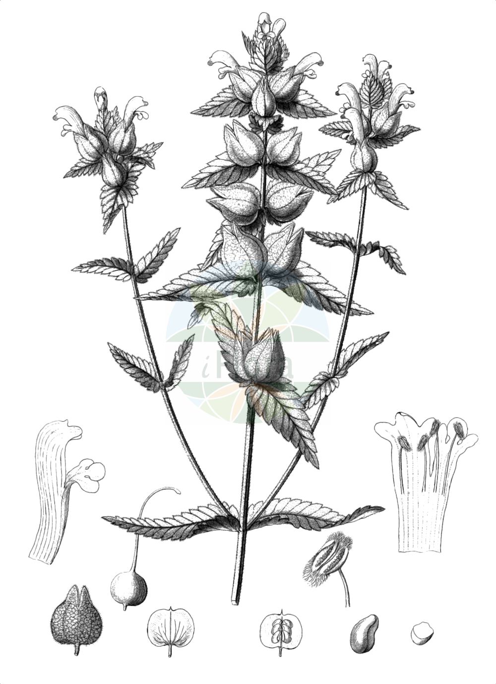 Historische Abbildung von Rhinanthus alectorolophus (Zottiger Klappertopf - Greater Yellow Rattle). Das Bild zeigt Blatt, Bluete, Frucht und Same. ---- Historical Drawing of Rhinanthus alectorolophus (Zottiger Klappertopf - Greater Yellow Rattle). The image is showing leaf, flower, fruit and seed.(Rhinanthus alectorolophus,Zottiger Klappertopf,Greater Yellow Rattle,Alectorolophus ellipticus,Alectorolophus hirsutus,Mimulus alectorolophus,Rhinanthus alectorolophus,Rhinanthus ellipticus,Rhinanthus major,Zottiger Klappertopf,Aschersons Zottiger Klappertopf,Druesiger Klappertopf,Frueher Zottiger Klappertopf,Sommerlicher Zottiger Klappertopf,Zotten-Klappertopf,Greater Yellow Rattle,Yellow Rattle,Rhinanthus,Klappertopf,Yellow Rattle,Orobanchaceae,Sommerwurzgewächse,Broomrape family,Blatt,Bluete,Frucht,Same,leaf,flower,fruit,seed,Reichenbach (1823-1832))