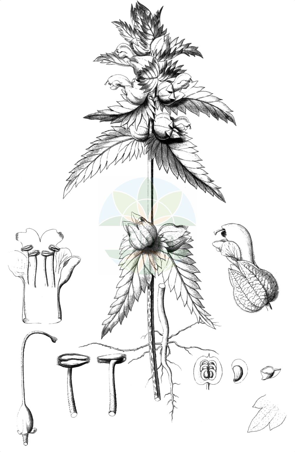 Historische Abbildung von Rhinanthus angustifolius (Acker-Klappertopf - Late-flowering Yellow Rattle). Das Bild zeigt Blatt, Bluete, Frucht und Same. ---- Historical Drawing of Rhinanthus angustifolius (Acker-Klappertopf - Late-flowering Yellow Rattle). The image is showing leaf, flower, fruit and seed.(Rhinanthus angustifolius,Acker-Klappertopf,Late-flowering Yellow Rattle,Alectorolophus angustifolius,Alectorolophus glaber,Alectorolophus major,Alectorolophus major Rchb. subsp.,Alectorolophus serotinus,Rhinanthus angustifolius,Rhinanthus glaber,Rhinanthus paludosus,Rhinanthus serotinus,Rhinanthus serotinus subsp. polycladus,Acker-Klappertopf,Grosser Klappertopf,Late-flowering Yellow Rattle,Greater Yellow Rattle,Narrow-leaved Yellow Rattle,Southern Yellow Rattle,Rhinanthus,Klappertopf,Yellow Rattle,Orobanchaceae,Sommerwurzgewächse,Broomrape family,Blatt,Bluete,Frucht,Same,leaf,flower,fruit,seed,Reichenbach (1823-1832))