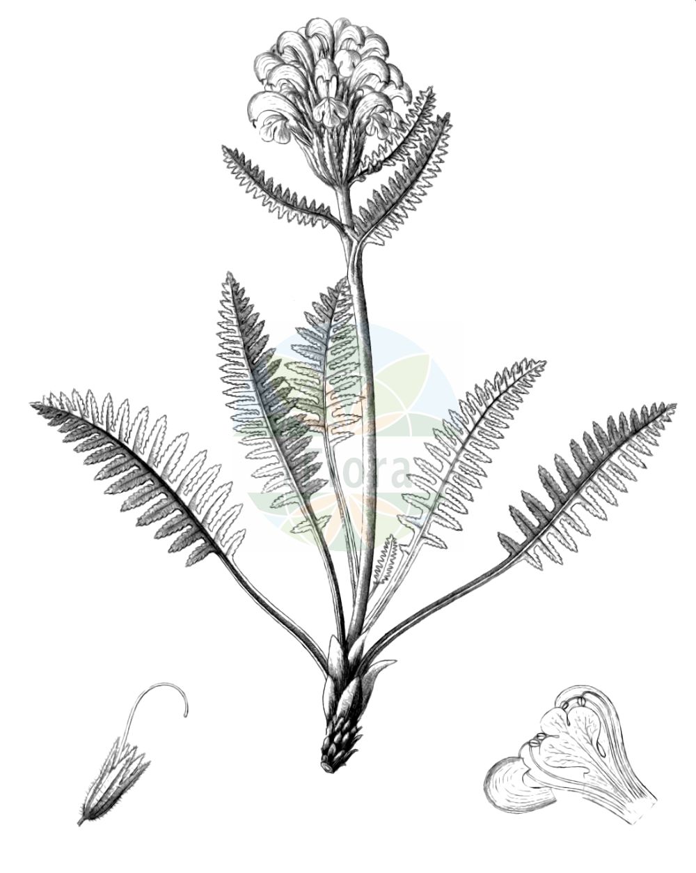 Historische Abbildung von Pedicularis sudetica. Das Bild zeigt Blatt, Bluete, Frucht und Same. ---- Historical Drawing of Pedicularis sudetica. The image is showing leaf, flower, fruit and seed.(Pedicularis sudetica,Pedicularis sudetica,Pedicularis,Läusekraut,Lousewort,Orobanchaceae,Sommerwurzgewächse,Broomrape family,Blatt,Bluete,Frucht,Same,leaf,flower,fruit,seed,Reichenbach (1823-1832))