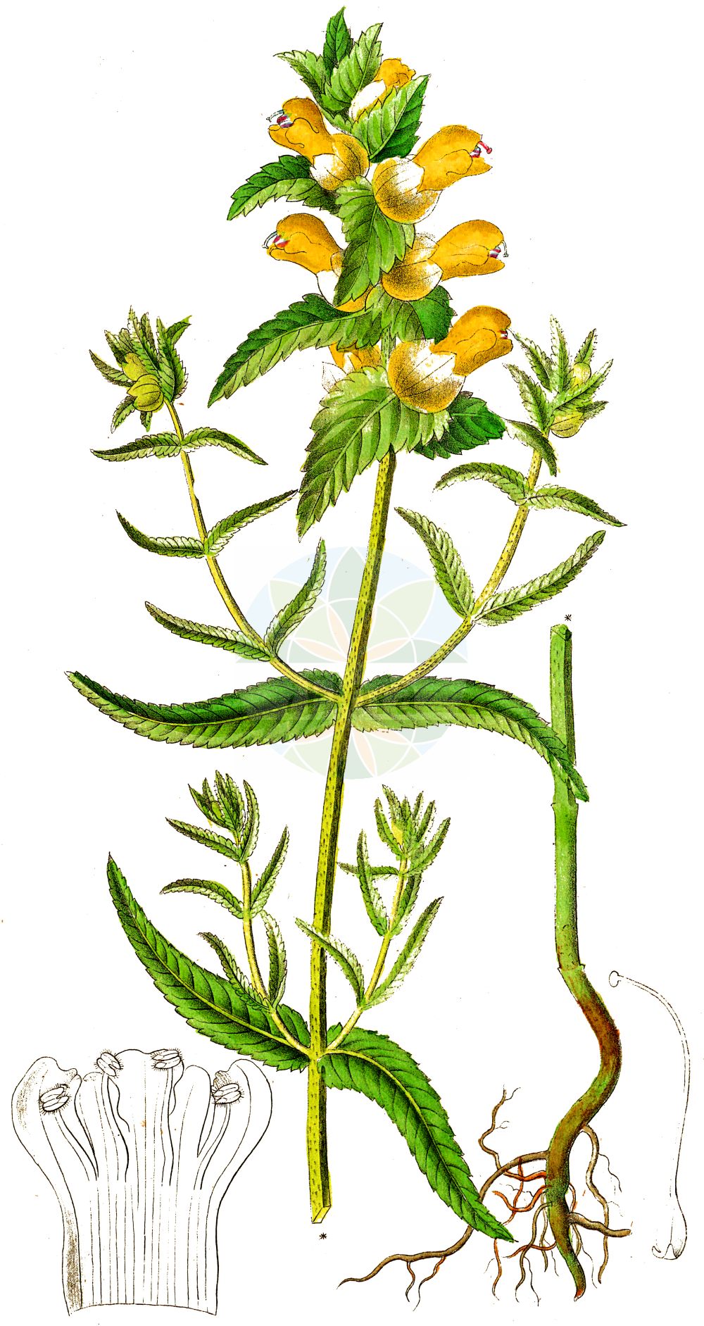 Historische Abbildung von Rhinanthus angustifolius (Acker-Klappertopf - Late-flowering Yellow Rattle). Das Bild zeigt Blatt, Bluete, Frucht und Same. ---- Historical Drawing of Rhinanthus angustifolius (Acker-Klappertopf - Late-flowering Yellow Rattle). The image is showing leaf, flower, fruit and seed.(Rhinanthus angustifolius,Acker-Klappertopf,Late-flowering Yellow Rattle,Alectorolophus angustifolius,Alectorolophus glaber,Alectorolophus major,Alectorolophus major Rchb. subsp.,Alectorolophus serotinus,Rhinanthus angustifolius,Rhinanthus glaber,Rhinanthus paludosus,Rhinanthus serotinus,Rhinanthus serotinus subsp. polycladus,Acker-Klappertopf,Grosser Klappertopf,Late-flowering Yellow Rattle,Greater Yellow Rattle,Narrow-leaved Yellow Rattle,Southern Yellow Rattle,Rhinanthus,Klappertopf,Yellow Rattle,Orobanchaceae,Sommerwurzgewächse,Broomrape family,Blatt,Bluete,Frucht,Same,leaf,flower,fruit,seed,Dietrich (1833-1844))