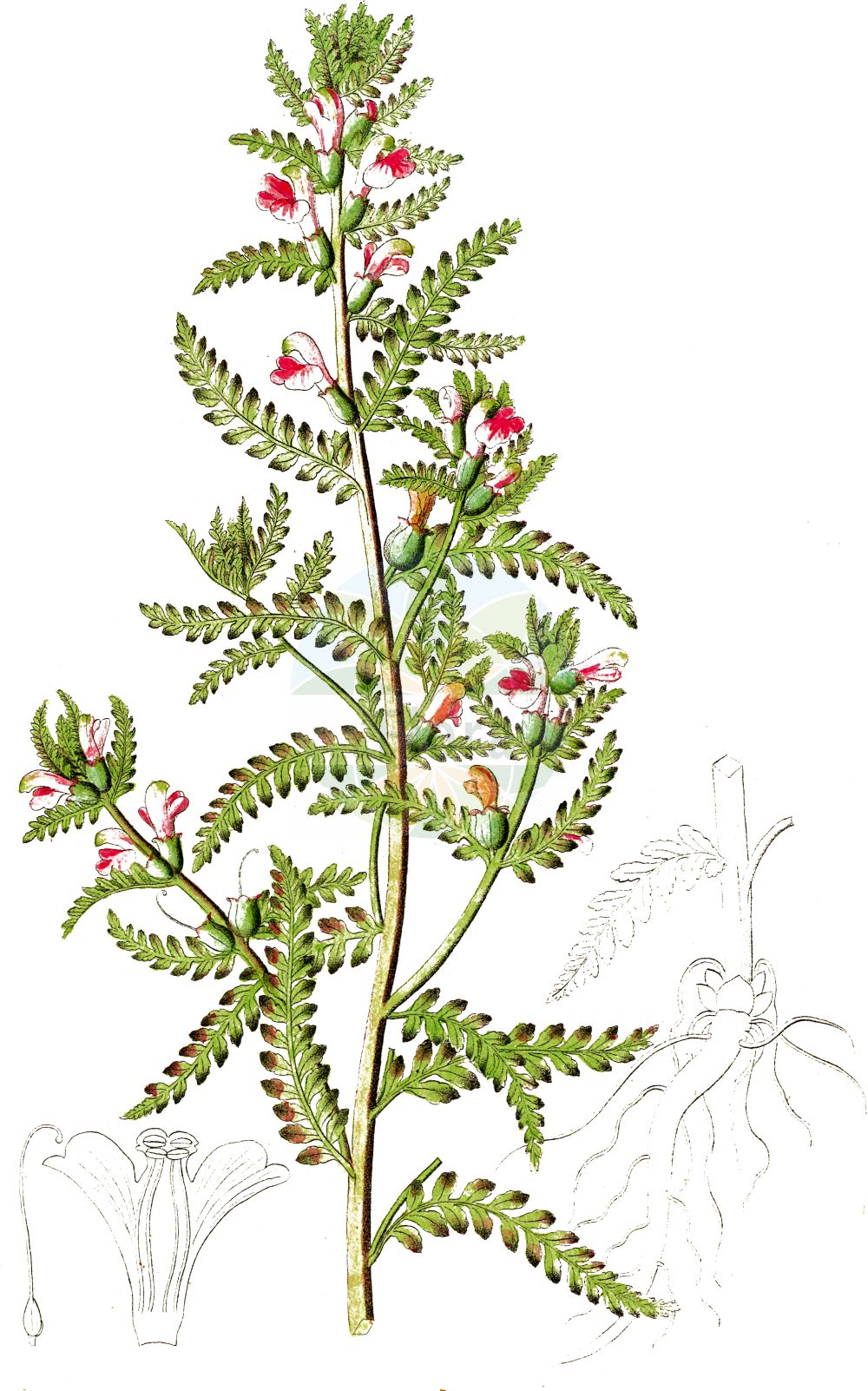 Historische Abbildung von Pedicularis palustris (Sumpf-Läusekraut - Marsh Lousewort). Das Bild zeigt Blatt, Bluete, Frucht und Same. ---- Historical Drawing of Pedicularis palustris (Sumpf-Läusekraut - Marsh Lousewort). The image is showing leaf, flower, fruit and seed.(Pedicularis palustris,Sumpf-Läusekraut,Marsh Lousewort,Pedicularis palustris,Pedicularis palustris subsp. serotina,Sumpf-Laeusekraut,Gewoehnliches Sumpf-Laeusekraut,Marsh Lousewort,European Purple Lousewort,Red Rattle,Pedicularis,Läusekraut,Lousewort,Orobanchaceae,Sommerwurzgewächse,Broomrape family,Blatt,Bluete,Frucht,Same,leaf,flower,fruit,seed,Dietrich (1833-1844))