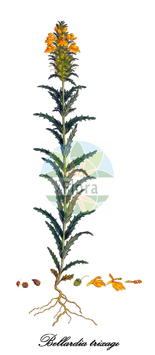 Bellardia trixago - Orobanchaceae,Plantae,Pteridobiotina,Angiosperms,Lamiales,Orobanchaceae,Bellardia,Bellardia trixago,Alectorolophus trixago, Bartsia bicolor, Bartsia capensis, Bartsia maxima, Bartsia rhinanthoides, Bartsia trixago, Bartsia versicolor, Bellardia carnea, Bellardia trixago f. stricta, Bellardia trixago subvar. alba, Bellardia trixago subvar. bicolor, Bellardia trixago subvar. flaviflora, Bellardia trixago subvar. versicolor, Bellardia trixago var. flaviflora, Bellardia trixago var. maxima, Bellardia trixago var. versicolor, Buchnera africana, Euphrasia trixago, Euphrasia versicolor, Glossostylis abyssinica, Lasiopera rhinanthina, Rhinanthus bicolor, Rhinanthus capensis, Rhinanthus creticus, Rhinanthus maritimus, Rhinanthus maximus, Rhinanthus trixago, Rhinanthus versicolor, Trixago apula, Trixago apula var. flaviflora, Trixago apula var. lutea, Trixago apula var. versicolor, Trixago carnea, Trixago maxima, Trixago rhinanthina, Trixago versicolor,Bunte Bellardie;mediterranean lineseed;bartsie;bartsie trixago;bellardie;trixago de la Pouille;bellardia;conejitos;gallocresta;perlina minore;flor-de-ouro;беллардия обыкновенная;karaballıbaba;belardie;cresta de gall;erinassos;papoles;sredozemna belardija;белардия;aluk matzui;עָלוּק מָצוּי
