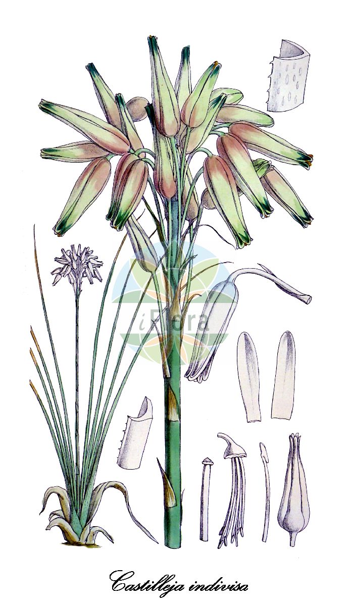 Historische Abbildung von Castilleja indivisa (Texas paintbrush). Das Bild zeigt Blatt, Bluete, Frucht und Same. ---- Historical Drawing of Castilleja indivisa (Texas paintbrush). The image is showing leaf, flower, fruit and seed.(Castilleja indivisa,Texas paintbrush,Castilleja,Indian paintbrush,Orobanchaceae,Sommerwurzgewächse,Broomrape Family,Blatt,Bluete,Frucht,Same,leaf,flower,fruit,seed,Curtis Botanical Magazine (1878))