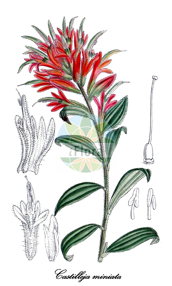 Historische Abbildung von Castilleja miniata (common paintbrush). Das Bild zeigt Blatt, Bluete, Frucht und Same. ---- Historical Drawing of Castilleja miniata (common paintbrush). The image is showing leaf, flower, fruit and seed.(Castilleja miniata,common paintbrush,Castilleja,Indian paintbrush,Orobanchaceae,Sommerwurzgewächse,Broomrape Family,Blatt,Bluete,Frucht,Same,leaf,flower,fruit,seed,Curtis Botanical Magazine (1917))