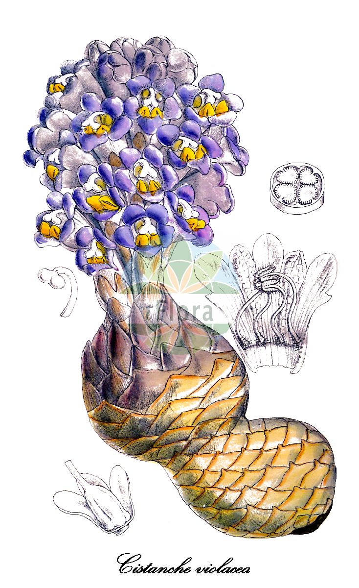 Historische Abbildung von Cistanche violacea. Das Bild zeigt Blatt, Bluete, Frucht und Same. ---- Historical Drawing of Cistanche violacea. The image is showing leaf, flower, fruit and seed.(Cistanche violacea,Phelypaea violacea,Cistanche,Cistanche,Orobanchaceae,Sommerwurzgewächse,Broomrape Family,Blatt,Bluete,Frucht,Same,leaf,flower,fruit,seed,Curtis Botanical Magazine (1903))