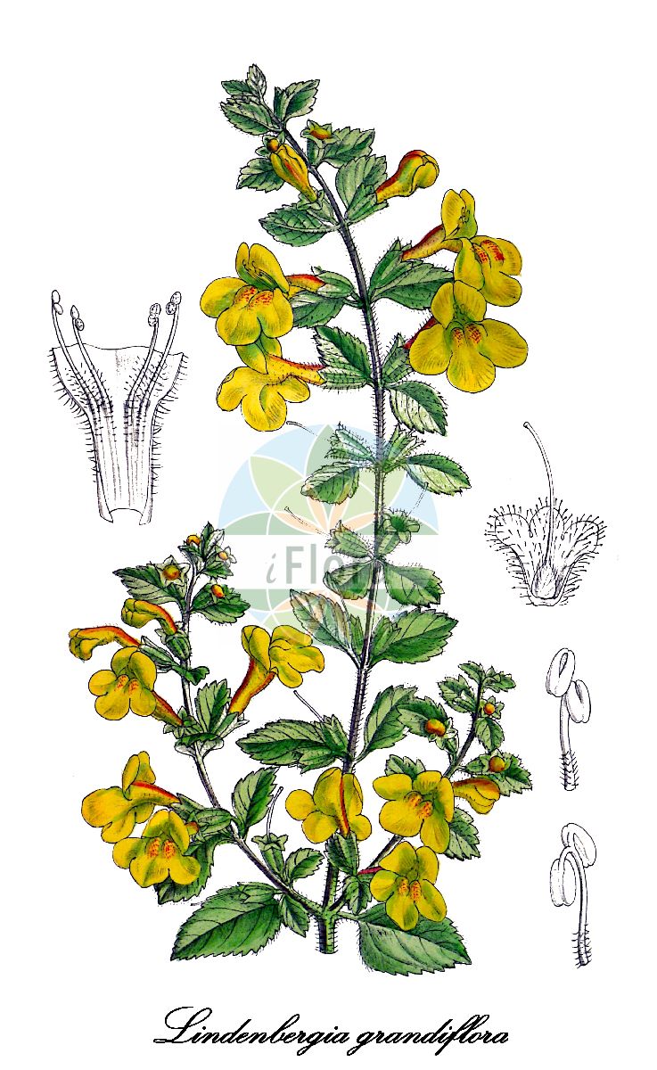 Historische Abbildung von Lindenbergia grandiflora. Das Bild zeigt Blatt, Bluete, Frucht und Same. ---- Historical Drawing of Lindenbergia grandiflora. The image is showing leaf, flower, fruit and seed.(Lindenbergia grandiflora,Lindenbergia,Orobanchaceae,Sommerwurzgewächse,Broomrape Family,Blatt,Bluete,Frucht,Same,leaf,flower,fruit,seed)