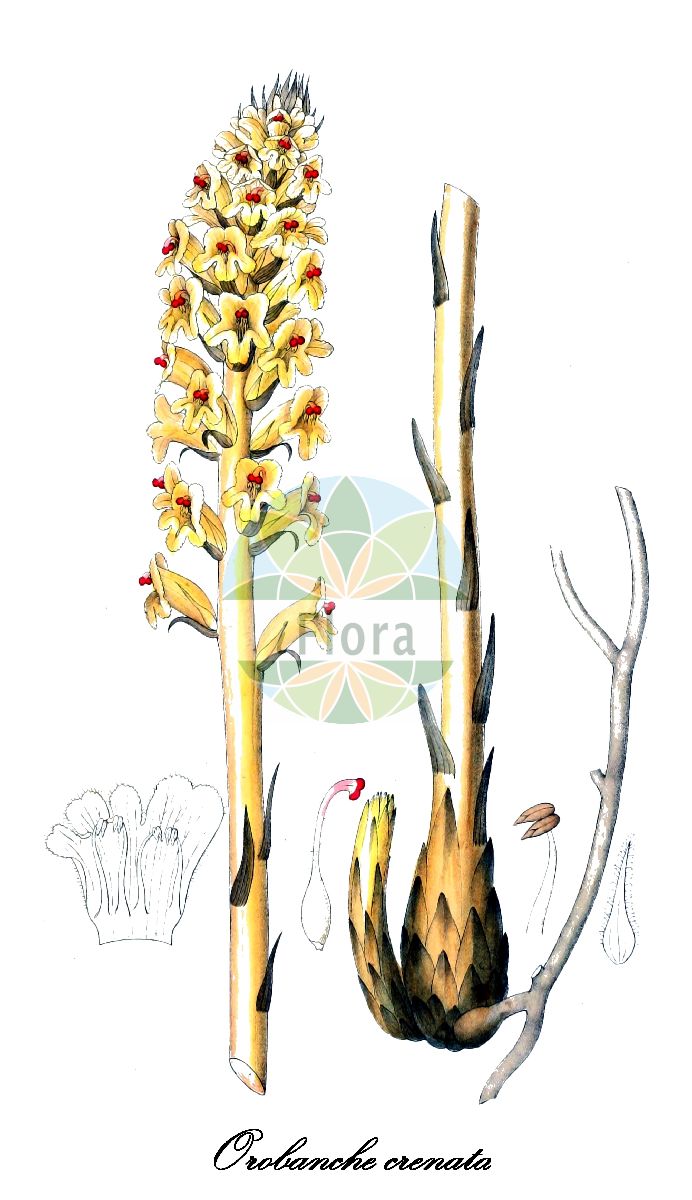 Historische Abbildung von Orobanche crenata (Kleeteufel - Bean Broomrape). Das Bild zeigt Blatt, Bluete, Frucht und Same. ---- Historical Drawing of Orobanche crenata (Kleeteufel - Bean Broomrape). The image is showing leaf, flower, fruit and seed.(Orobanche crenata,Kleeteufel,Bean Broomrape,Orobanche angustisepala,Orobanche gussonei,Orobanche pelargonii,Orobanche pruinosa,Orobanche speciosa,Orobanche tommasini,Orobanche,Sommerwurz,Broomrape,Orobanchaceae,Sommerwurzgewächse,Broomrape Family,Blatt,Bluete,Frucht,Same,leaf,flower,fruit,seed,Dietrich (1833-1844))