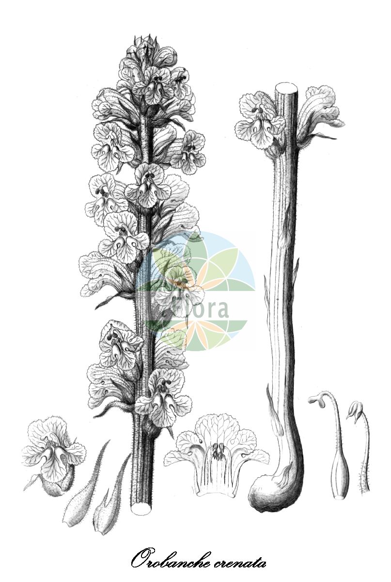 Historische Abbildung von Orobanche crenata (Kleeteufel - Bean Broomrape). Das Bild zeigt Blatt, Bluete, Frucht und Same. ---- Historical Drawing of Orobanche crenata (Kleeteufel - Bean Broomrape). The image is showing leaf, flower, fruit and seed.(Orobanche crenata,Kleeteufel,Bean Broomrape,Orobanche angustisepala,Orobanche gussonei,Orobanche pelargonii,Orobanche pruinosa,Orobanche speciosa,Orobanche tommasini,Orobanche,Sommerwurz,Broomrape,Orobanchaceae,Sommerwurzgewächse,Broomrape Family,Blatt,Bluete,Frucht,Same,leaf,flower,fruit,seed,Reichenbach (1823-1832))