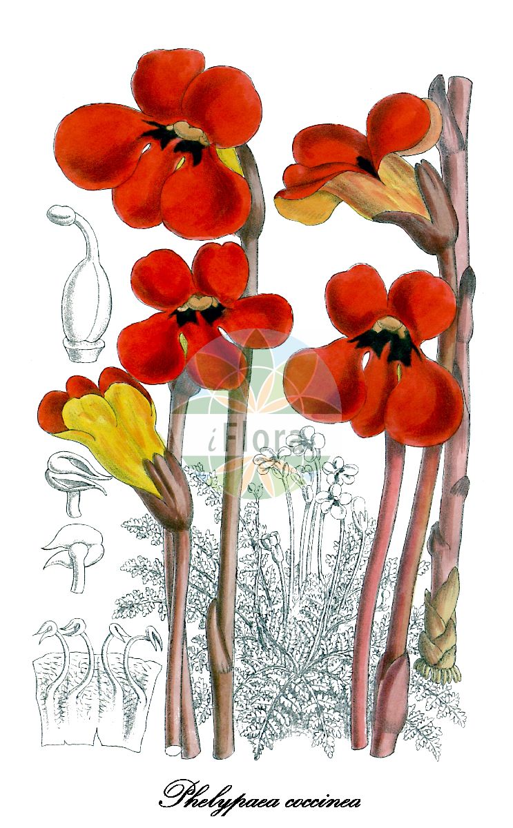 Historische Abbildung von Phelypaea coccinea. Das Bild zeigt Blatt, Bluete, Frucht und Same. ---- Historical Drawing of Phelypaea coccinea. The image is showing leaf, flower, fruit and seed.(Phelypaea coccinea,Anoplanthus biebersteinii,Anoplanthus coccineus,Anoplon coccineum,Diphelypaea coccinea,Orobanche coccinea,Phelypaea foliata,Phelypaea,Orobanchaceae,Sommerwurzgewächse,Broomrape Family,Blatt,Bluete,Frucht,Same,leaf,flower,fruit,seed,Curtis Botanical Magazine (1915))