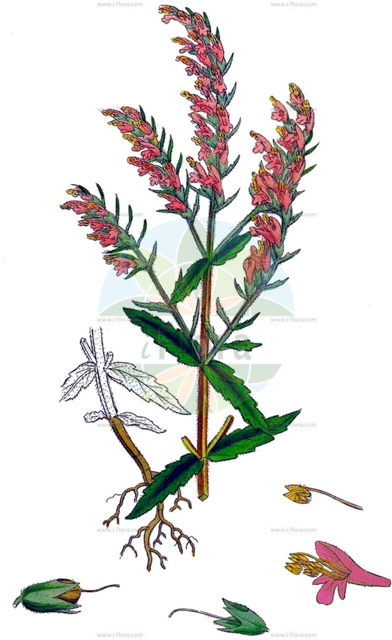 Odontites vernus - Orobanchaceae,Plantae,Pteridobiotina,Angiosperms,Lamiales,Orobanchaceae,Odontites,Odontites vernus,Bartsia verna, Euphrasia lutea, Euphrasia odontites var. latifolia, Euphrasia odontites var. verna, Euphrasia rubra, Euphrasia verna, Odontites odontites subsp. vernus, Odontites ruber subsp. vernus, Odontites ruber var. vernus, Odontites serotinus subsp. vernus, Odontites serotinus var. latifolius,Acker-Zahntrost;Früher Zahntrost;Früher Roter Zahntrost;Roter Zahntrost;Frühlings-Zahntrost;red bartsia;Odontitès du printemps;odontite précoce;odontite du printemps;odontite printanier;odontite rouge;odontitès de printemps;algarabía;ardilao;codeso;escoba de algarabia;escoba de balea;escoba de ripia;escobón prieto;eufrasia alta;eufrasia mayor;eufrasia roja;hierba manzaneruela;rascavieja;Perlina rossa;perlina di primavera;perlina primaticcia;kop-rus;vroege ogentroost;akkerogentroost;зубчатка весенная;odontit;fonollada negra;proljetna crnica;åkerrödtoppa;tidlig rødtop;zagorzałek wiosenny;rdeča zobnica;korai fogfű;piros fogfű;zdravínek červený;zdravínek jarní;iarba dintelui;zdravienok červený jarný;zdravienok neskorý;кравник весняний;пролетно зъбарче;kevadkamaras;lauka sārtžibulītis;rødtopp;peltosänkiö;црвена видока;pavasarinis skėstukas;κόκκινος δοντίτης