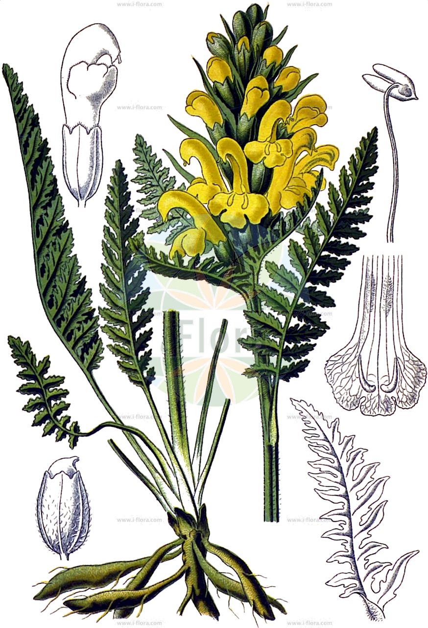 Pedicularis comosa - Orobanchaceae,Plantae,Pteridobiotina,Angiosperms,Lamiales,Orobanchaceae,Pedicularis,Pedicularis comosa,Pedicularis chmorrhyncha,Schopfiges Läusekraut;pédiculaire à toupet;pédiculaire chevelue;pedicolare chiomosa;мытник Кауфмана;мытник хохлатый;hotozlubitotu;pedikulare;pedikularia me baluka;kitnjasti ušljivac;šopasti ušivec;všivec chocholatý;všivec chocholatý;шолудивник чубатий;качулато пропадниче;длакави ушљивац;крвошница;ушљивац