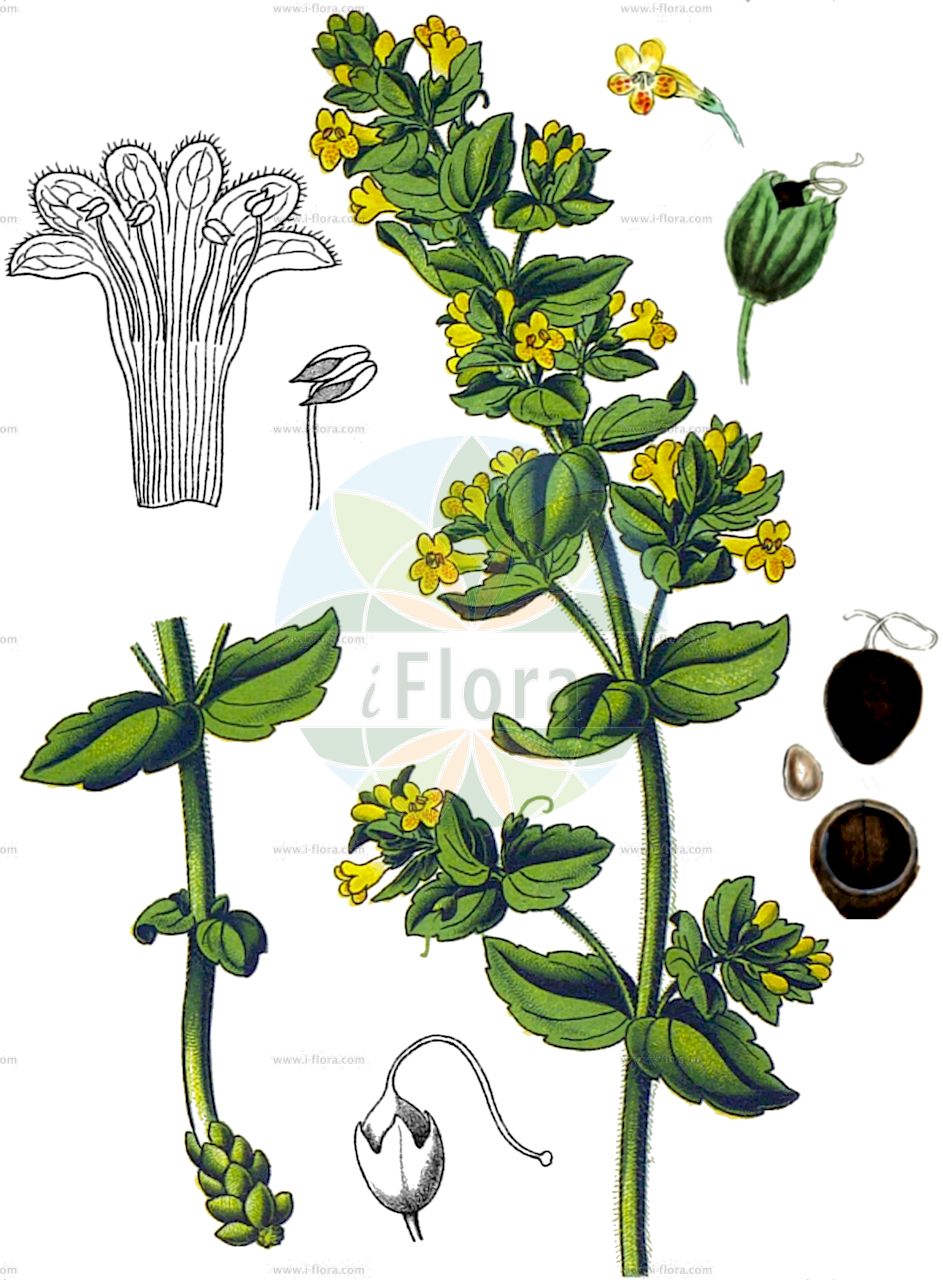 Tozzia alpina - Orobanchaceae,Plantae,Pteridobiotina,Angiosperms,Lamiales,Orobanchaceae,Tozzia,Tozzia alpina,Alpenrachen;Tozzie;alpine tozzia;Tozzie des Alpes;eufrasia menor;Tozzia;alpenbekje;альпийская тоцция;тоцция альпийская;alpski goltec;тоција