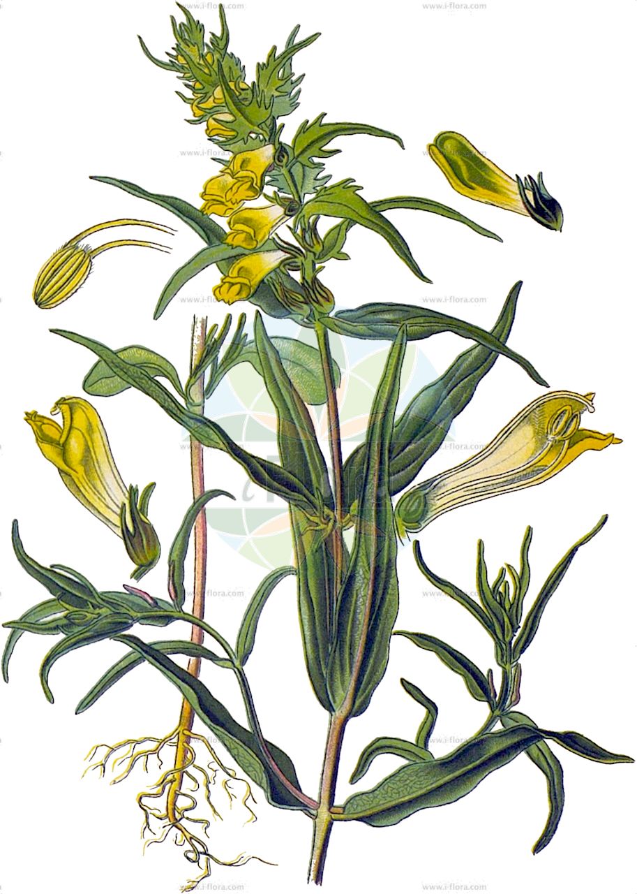 Melampyrum pratense - Orobanchaceae,Plantae,Pteridobiotina,Angiosperms,Lamiales,Orobanchaceae,Melampyrum,Melampyrum pratense,Marinellia vulgaris, Melampyrum alpestre, Melampyrum laciniatum