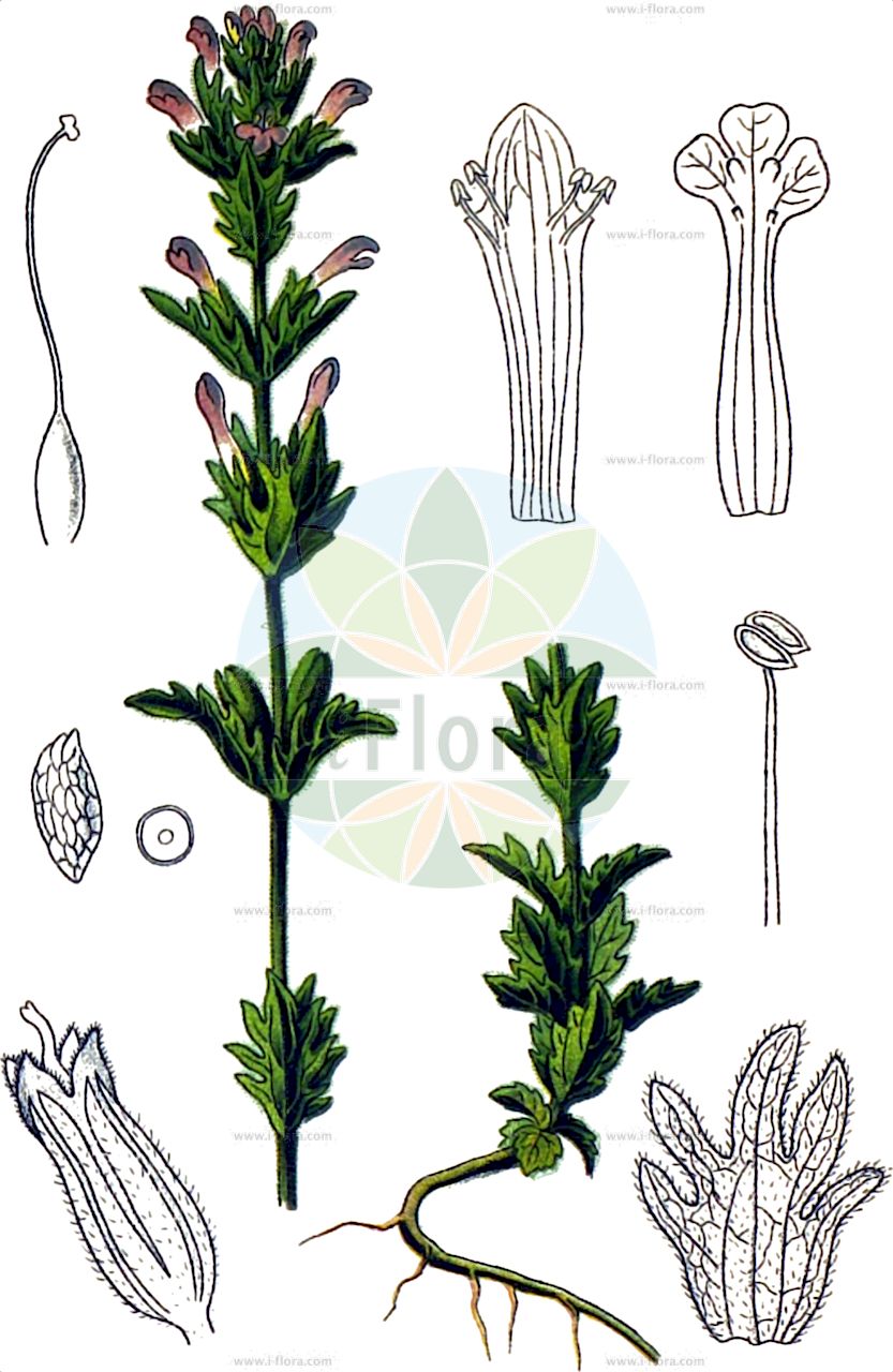 Parentucellia latifolia - Orobanchaceae,Plantae,Pteridobiotina,Angiosperms,Lamiales,Orobanchaceae,Parentucellia,Parentucellia latifolia,Bartsia latifolia, Bartsia purpurea, Bellardia latifolia, Eufragia atroviolacea, Eufragia floribunda, Eufragia latifolia, Eufragia vivianii, Euphrasia cyrenaica, Euphrasia latifolia, Euphrasia latifolia var. flaviflora, Euphrasia praecox, Lasiopera latifolia, Parentucellia floribunda, Parentucellia latifolia f. albiflora, Parentucellia latifolia var. atroviolacea, Parentucellia latifolia var. pycnantha, Trixago atroviolacea, Trixago latifolia, Trixago purpurea,Breitblättrige Parentucellie;broadleaf glandweed parentucellia;parentucellia;eufragie à larges feuilles;parentucelle à larges feuilles;bellardia;algaravía;algaravía de hoja ancha;perlina rossiccia;eufrásia-de-folhas-largas;парентучеллия широколистная;üçdilotu;parentucelë;širokolisna zornica;парентуцелия;видац;зорница;alakluk tzehov-perachim;עֲלַקְלוּק צְהֹב-פְּרָחִים