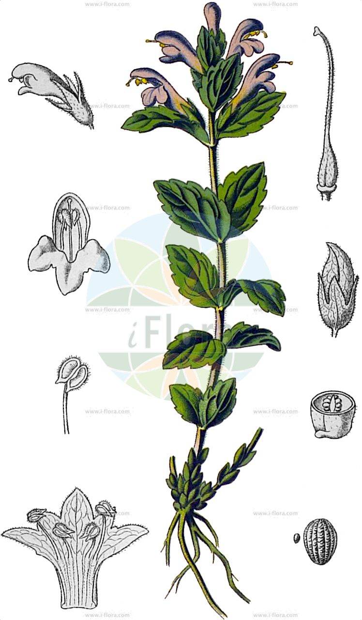 Bartsia alpina - Orobanchaceae,Plantae,Pteridobiotina,Angiosperms,Lamiales,Orobanchaceae,Bartsia,Bartsia alpina,Alectorolophus erectus, Alicosta alpina, Bartsia alpina f. subimbricata, Bartsia alpina var. jensenii, Bartsia carnea, Bartsia parviflora, Bartsia parviflora, Bartsia transsilvanica, Bartsia urticoides, Euphrasia alpina, Rhinanthus alpinus, Staehelinia alpina,Alpenhelm;Alpen-Bartschie;Europäischer Alpenhelm;Trauerblume;alpine bartsia;velvet bells;tornarsup-narsue;djaevelens blomster;bartsie alpine;alpenhelm;velvetbells;Bartsie des Alpes;cocrète violette;Bartsia;бартсия альпийская;bàrtsia alpina;planinski vidac;svarthö;sorttop;barczja alpejska;bartsja alpejska;alpska barčija;Havasi kantusfű;lepnice alpská;bursucă;bartsia alpínska;бартсія альпійська;язовка;smjörgras