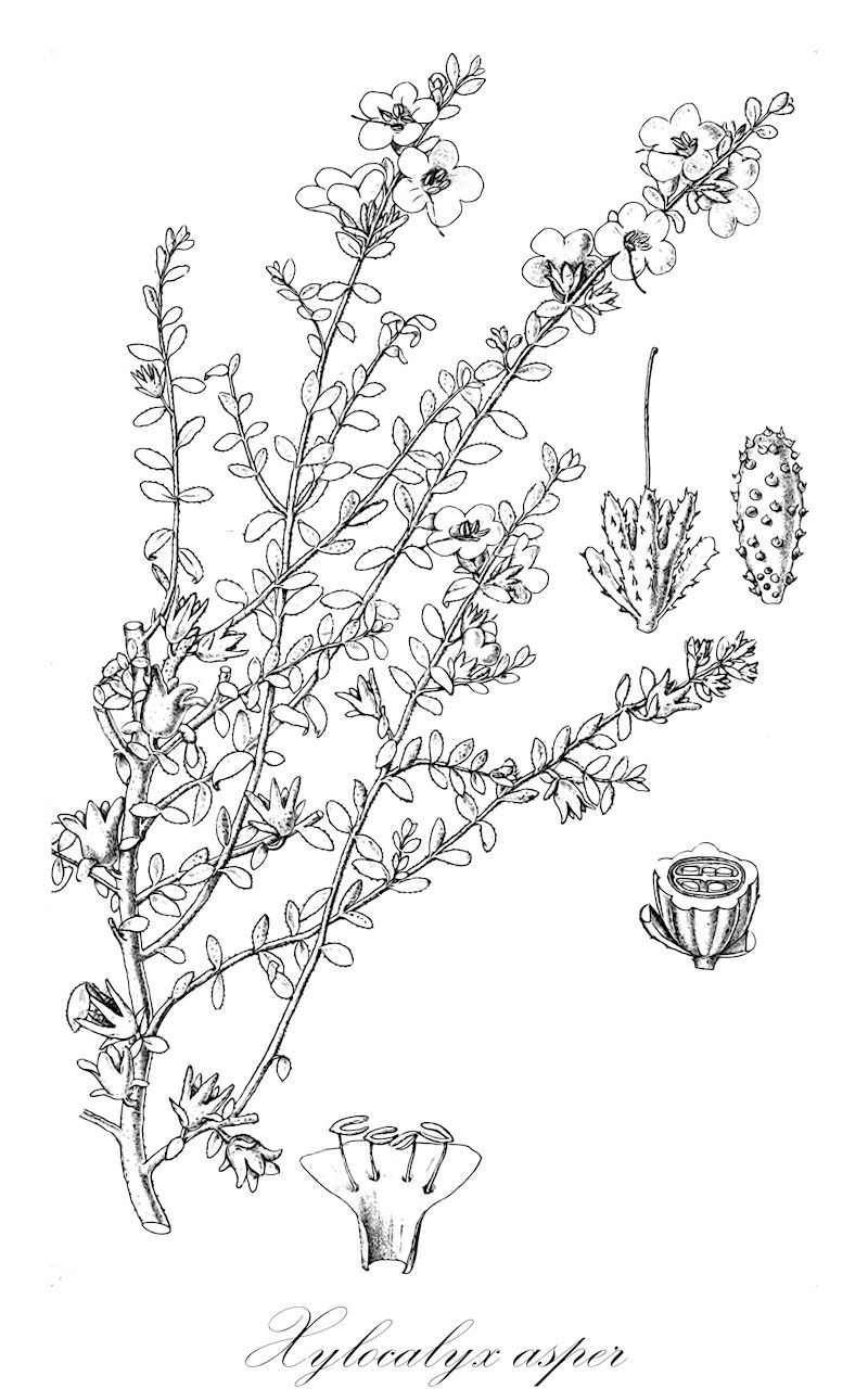 Xylocalyx asper - Orobanchaceae,Plantae,Pteridobiotina,Angiosperms,Lamiales,Orobanchaceae,Xylocalyx,Xylocalyx asper