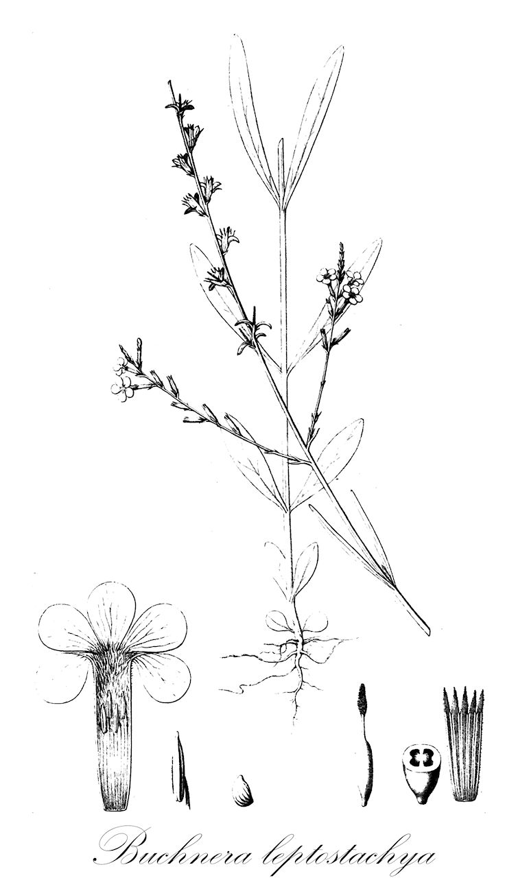 Buchnera leptostachya - Orobanchaceae,Plantae,Pteridobiotina,Angiosperms,Lamiales,Orobanchaceae,Buchnera,Buchnera leptostachya,Buchnera mossambicensis