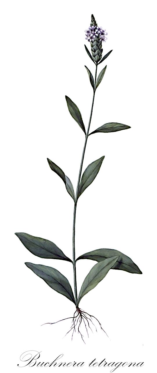 Buchnera tetragona - Orobanchaceae,Plantae,Pteridobiotina,Angiosperms,Lamiales,Orobanchaceae,Buchnera,Buchnera tetragona