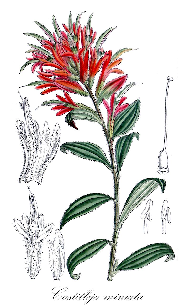 Castilleja miniata - Orobanchaceae,Plantae,Pteridobiotina,Angiosperms,Lamiales,Orobanchaceae,Castilleja,Castilleja miniata,Castilleja pallida var. miniata,common paintbrush;giant red paintbrush;scarlet paintbrush;slender paintbrush