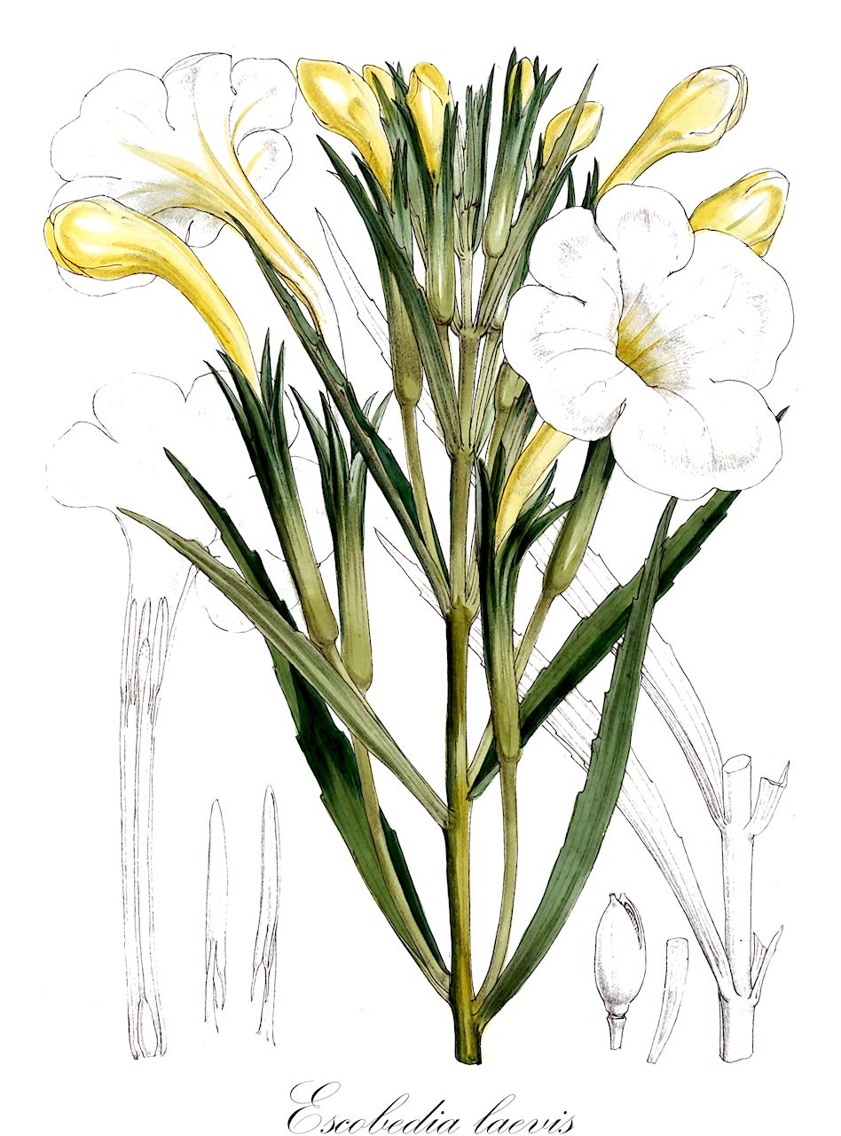 Escobedia laevis - Orobanchaceae,Plantae,Pteridobiotina,Angiosperms,Lamiales,Orobanchaceae,Escobedia,Escobedia laevis,Buchnera longifolia, Escobedia linearis, Escobedia stricta