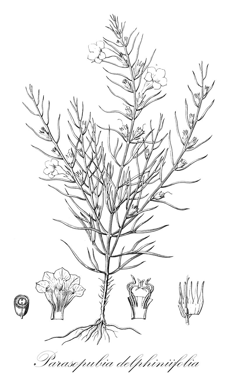 Parasopubia delphiniifolia - Orobanchaceae,Plantae,Pteridobiotina,Angiosperms,Lamiales,Orobanchaceae,Parasopubia,Parasopubia delphiniifolia,Euphrasia coromandelina, Gerardia delphiniifolia, Gerardia heyneana, Lophanthera delphinifolia, Lophanthera delphiniifolia, Sopubia delphiniifolia
