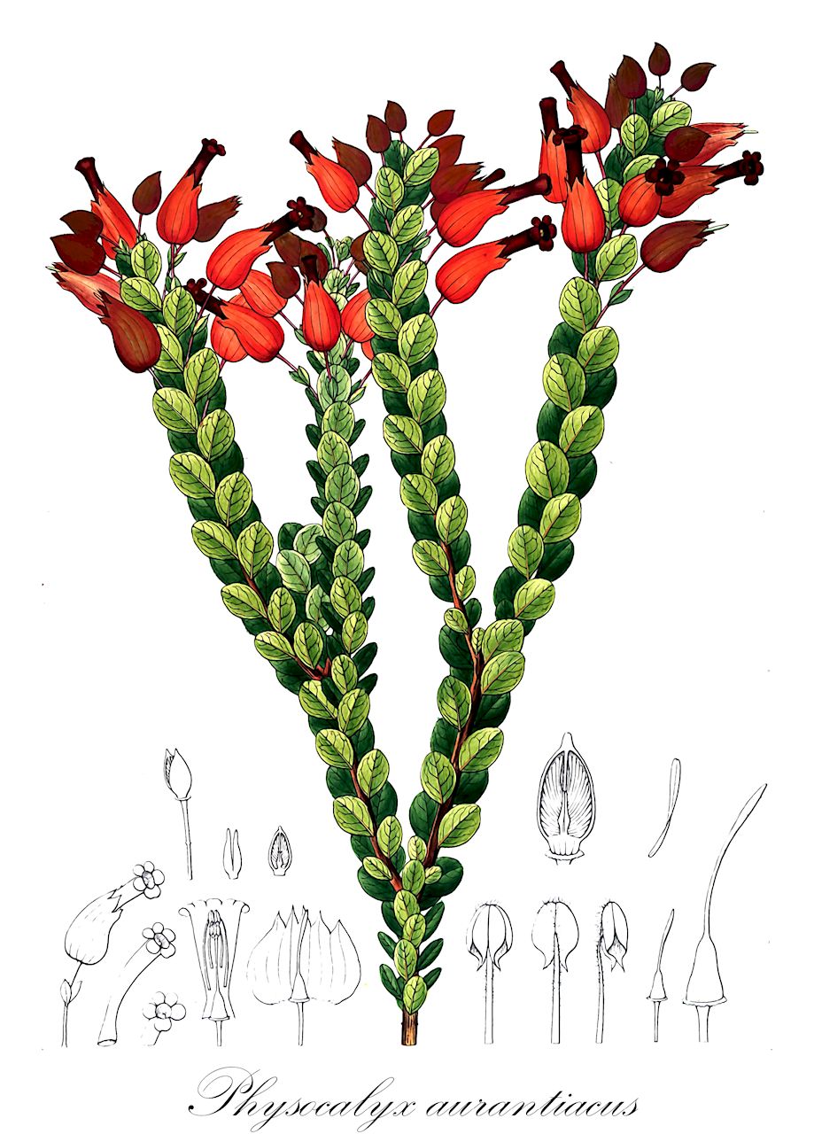 Physocalyx aurantiacus - Orobanchaceae,Plantae,Pteridobiotina,Angiosperms,Lamiales,Orobanchaceae,Physocalyx,Physocalyx aurantiacus,Physocalyx edulis, Physocalyx minor