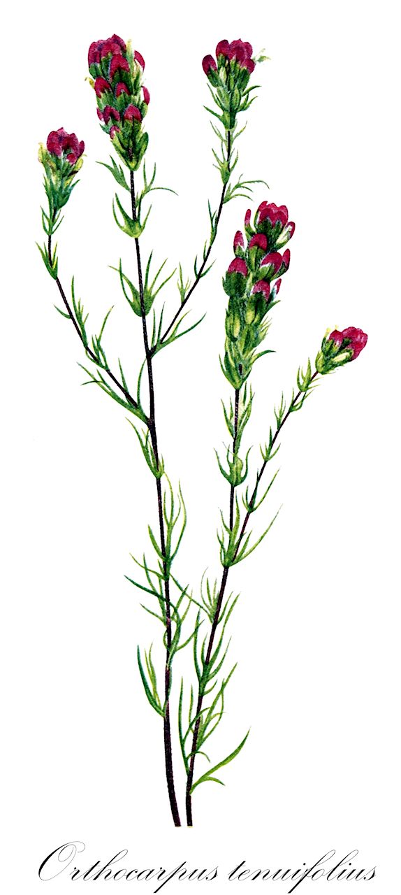 Orthocarpus tenuifolius - Orobanchaceae,Plantae,Pteridobiotina,Angiosperms,Lamiales,Orobanchaceae,Orthocarpus,Orthocarpus tenuifolius,Bartsia tenuifolia, Rhinanthus tenuifolius,thin-leaved owl's-clover
