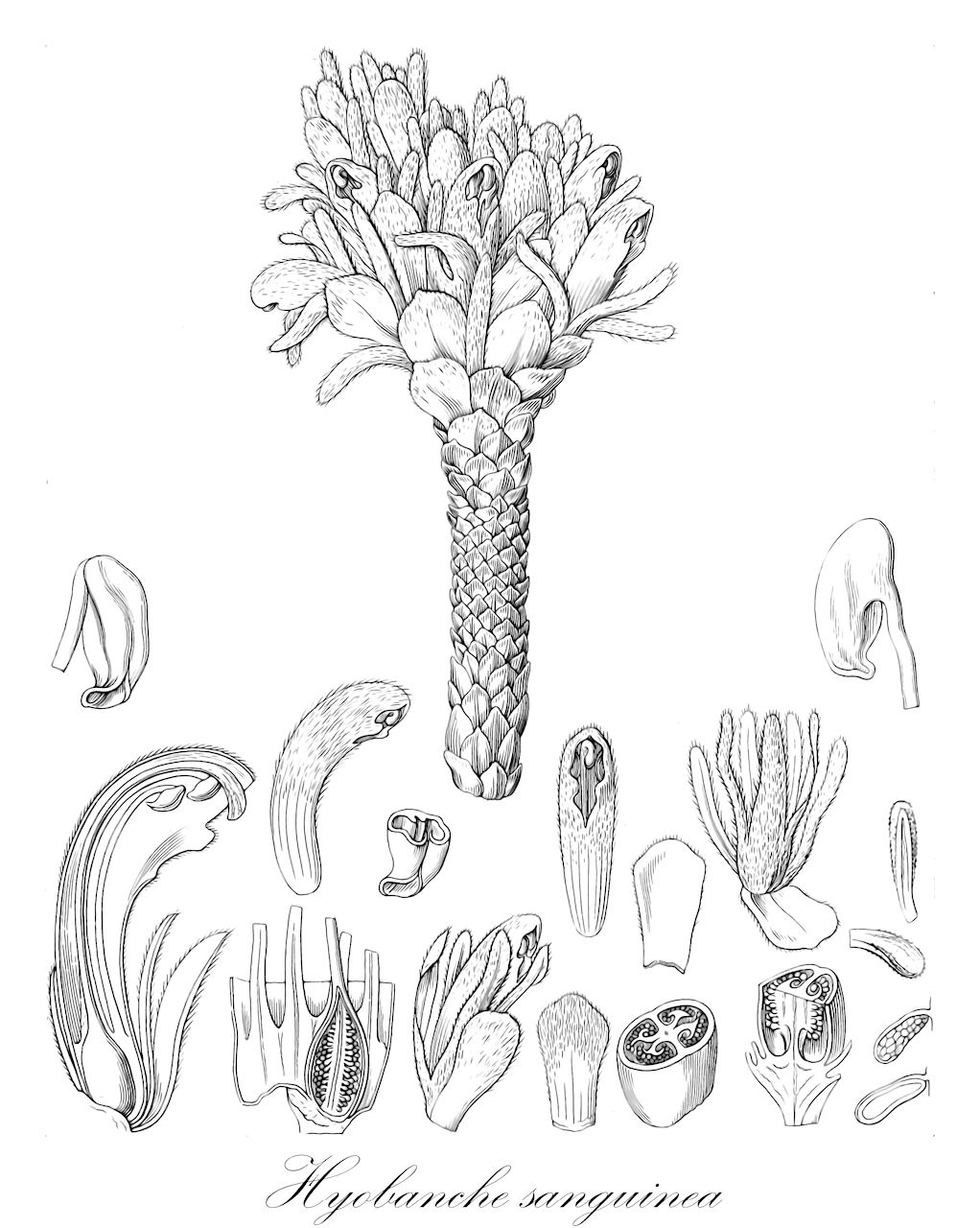 Hyobanche sanguinea - Orobanchaceae,Plantae,Pteridobiotina,Angiosperms,Lamiales,Orobanchaceae,Hyobanche,Hyobanche sanguinea,Haematobanche sanguinea, Hyobanche coccinea