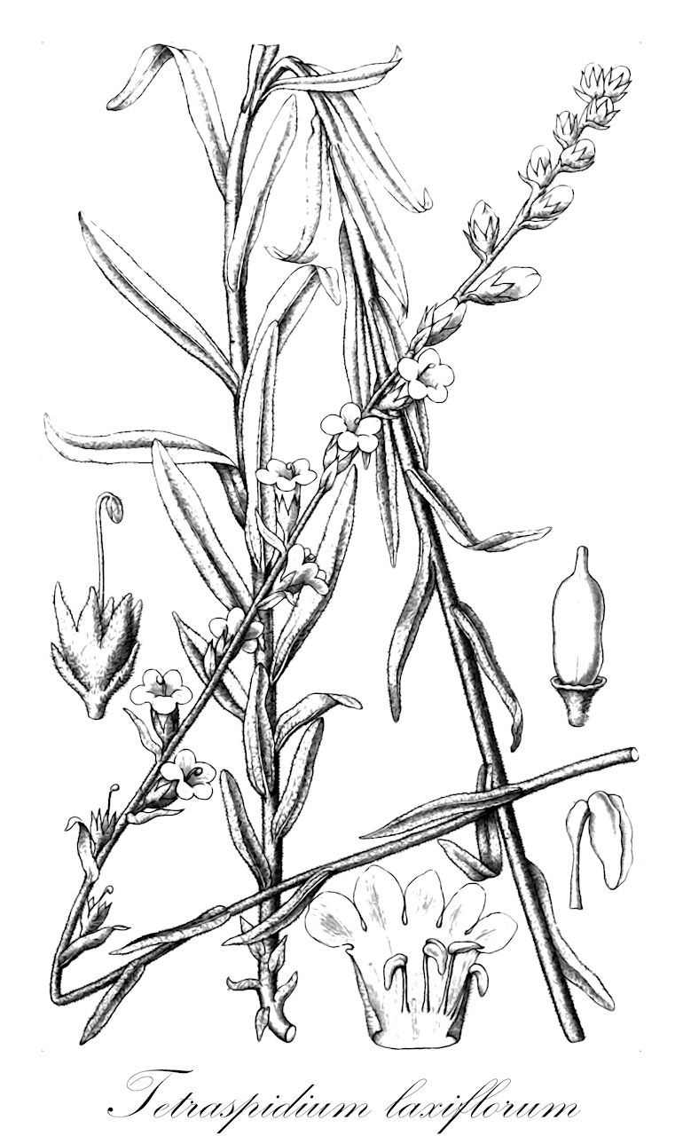 Tetraspidium laxiflorum - Orobanchaceae,Plantae,Pteridobiotina,Angiosperms,Lamiales,Orobanchaceae,Tetraspidium,Tetraspidium laxiflorum