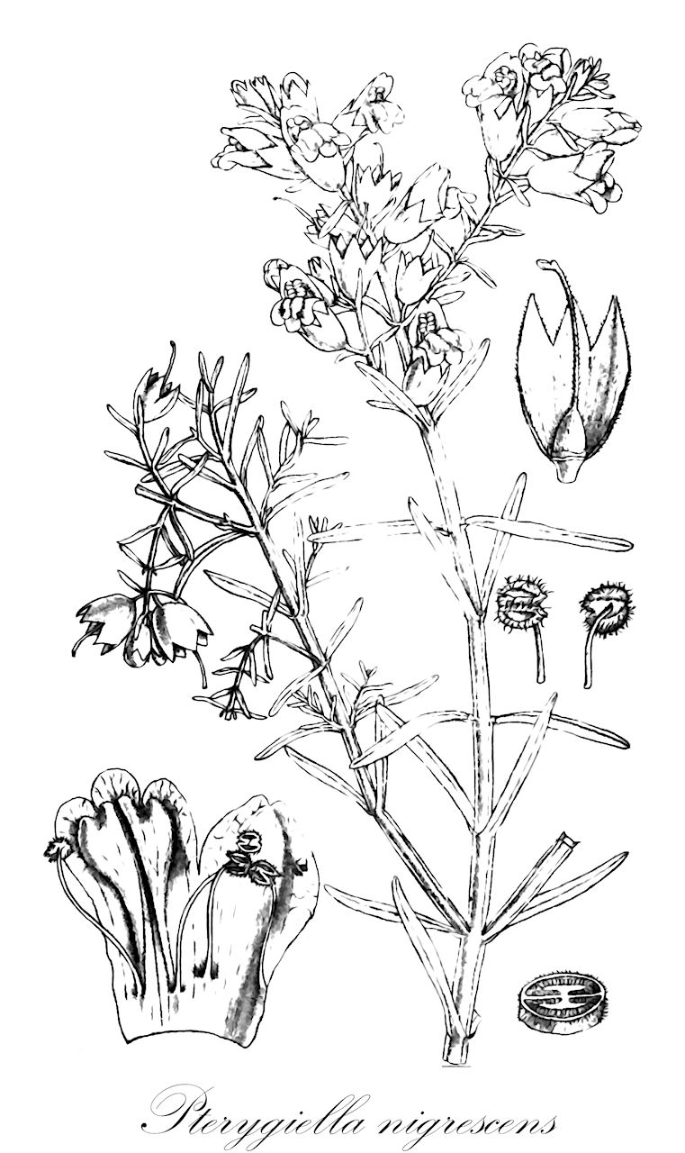 Pterygiella nigrescens - Orobanchaceae,Plantae,Pteridobiotina,Angiosperms,Lamiales,Orobanchaceae,Pterygiella,Pterygiella nigrescens
