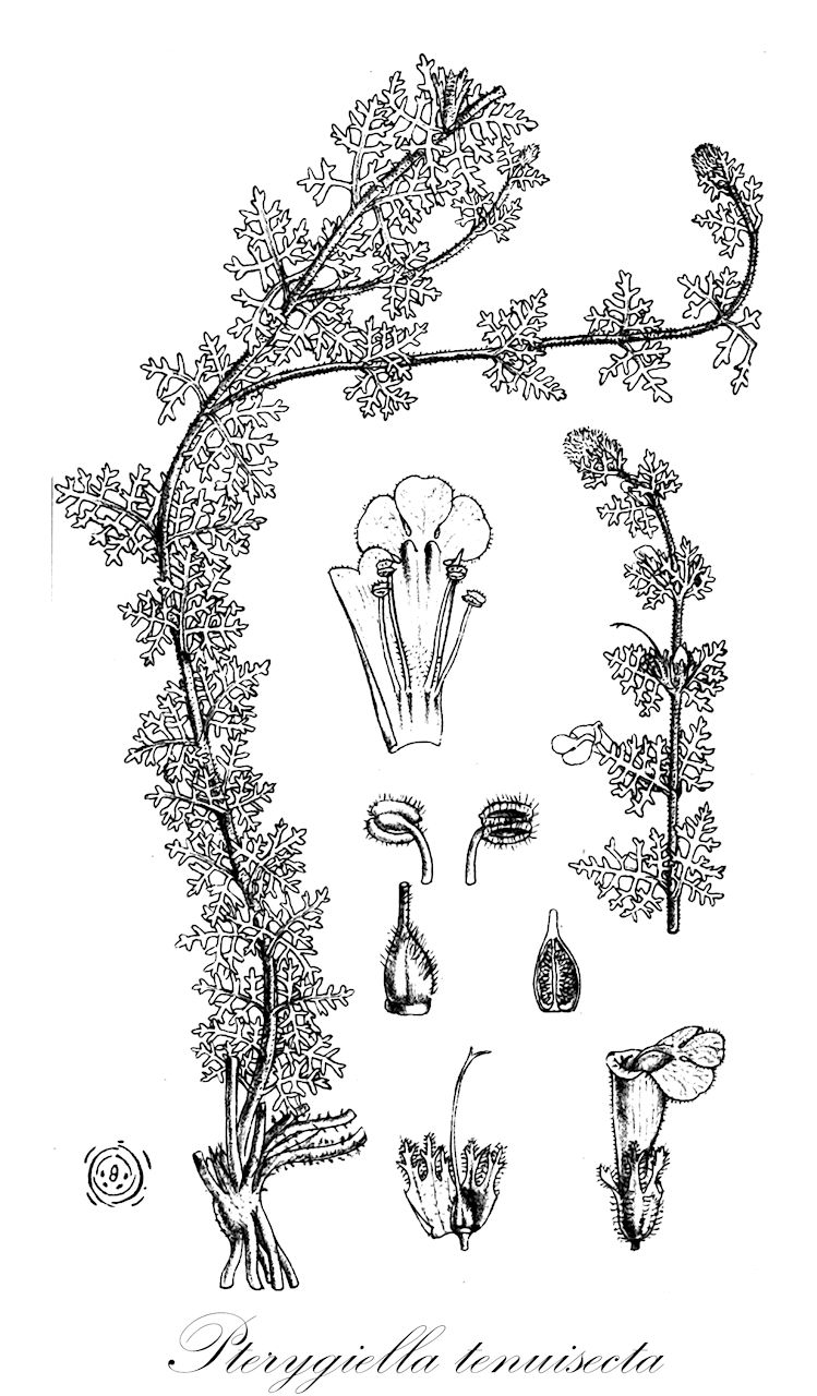 Pterygiella tenuisecta - Orobanchaceae,Plantae,Pteridobiotina,Angiosperms,Lamiales,Orobanchaceae,Pterygiella,Pterygiella tenuisecta,Phtheirospermum tenuisectum