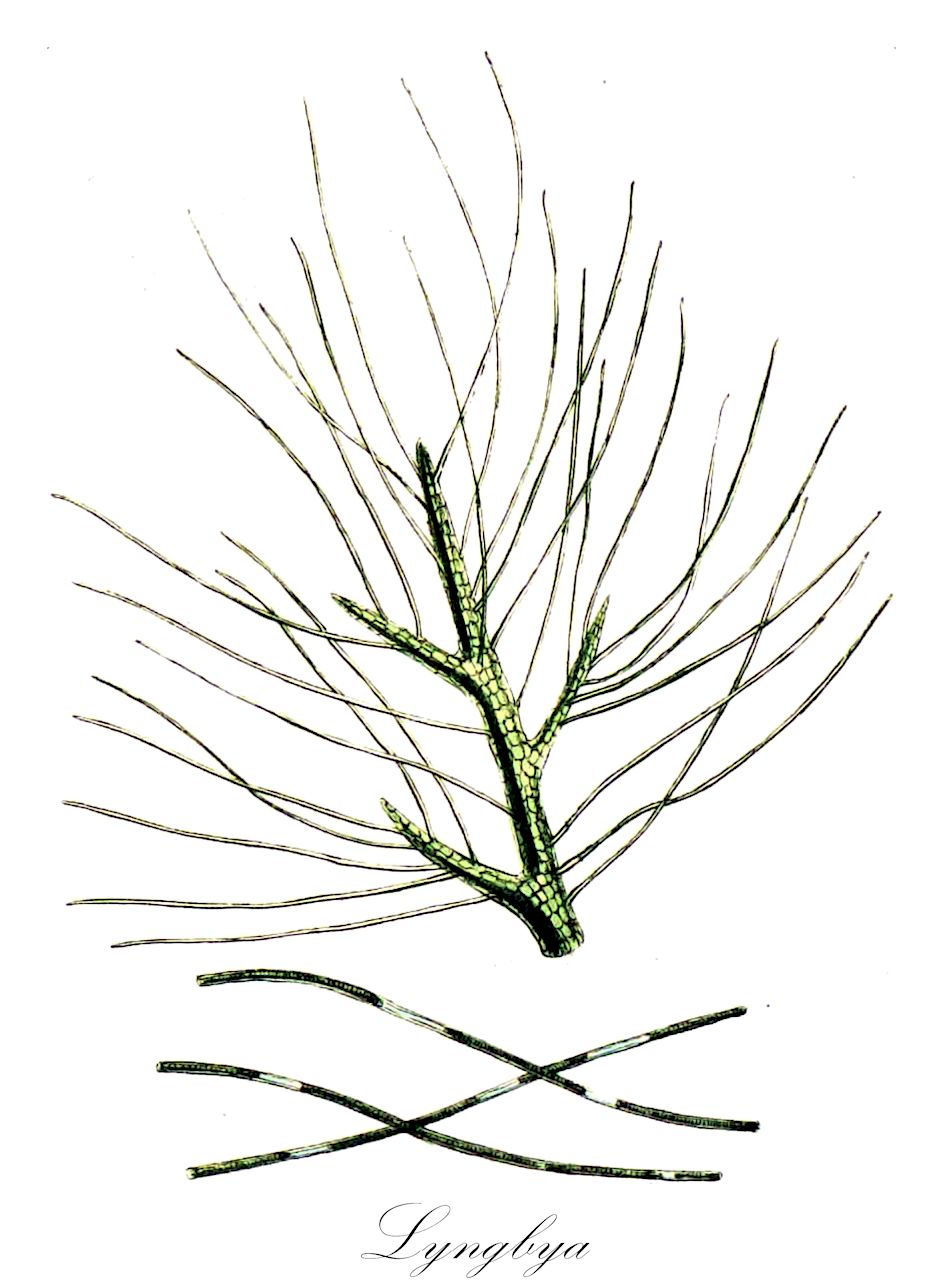 Lyngbya - Oscillatoriaceae,Biota,Bacteria,Negibacteria,Cyanobacteria,Cyanophyceae,Nostocales,Oscillatoriaceae,Lyngbya
