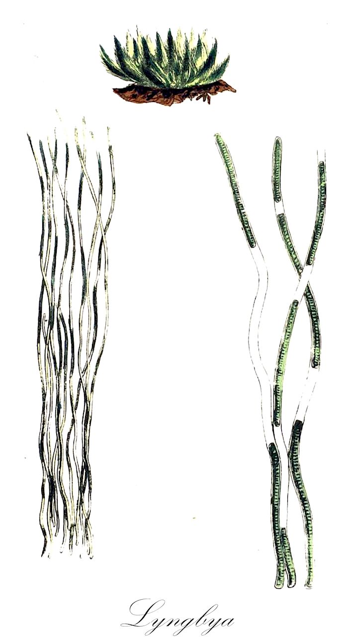 Lyngbya - Oscillatoriaceae,Biota,Bacteria,Negibacteria,Cyanobacteria,Cyanophyceae,Nostocales,Oscillatoriaceae,Lyngbya