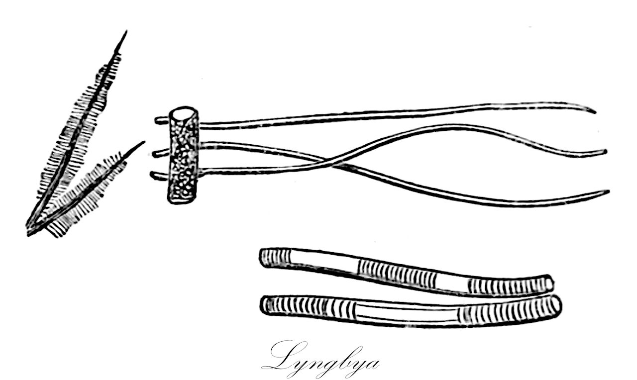 Lyngbya - Oscillatoriaceae,Biota,Bacteria,Negibacteria,Cyanobacteria,Cyanophyceae,Nostocales,Oscillatoriaceae,Lyngbya