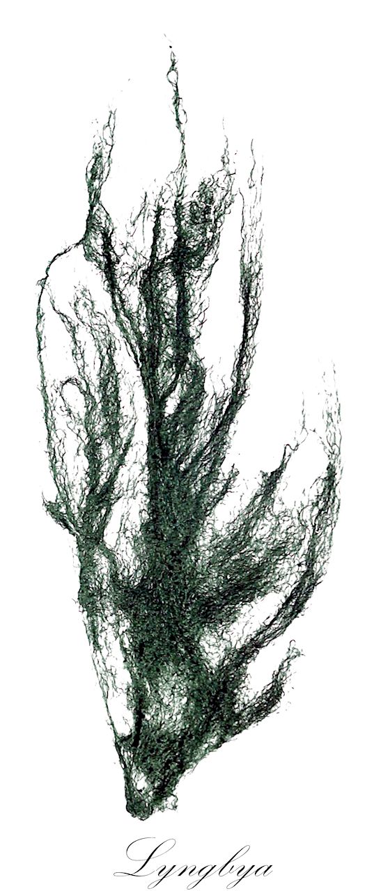 Lyngbya - Oscillatoriaceae,Biota,Bacteria,Negibacteria,Cyanobacteria,Cyanophyceae,Nostocales,Oscillatoriaceae,Lyngbya