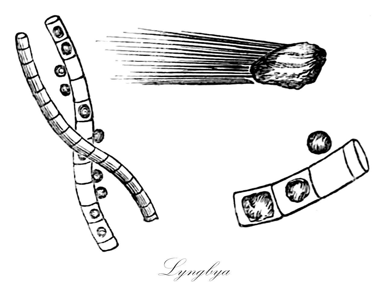 Lyngbya - Oscillatoriaceae,Biota,Bacteria,Negibacteria,Cyanobacteria,Cyanophyceae,Nostocales,Oscillatoriaceae,Lyngbya