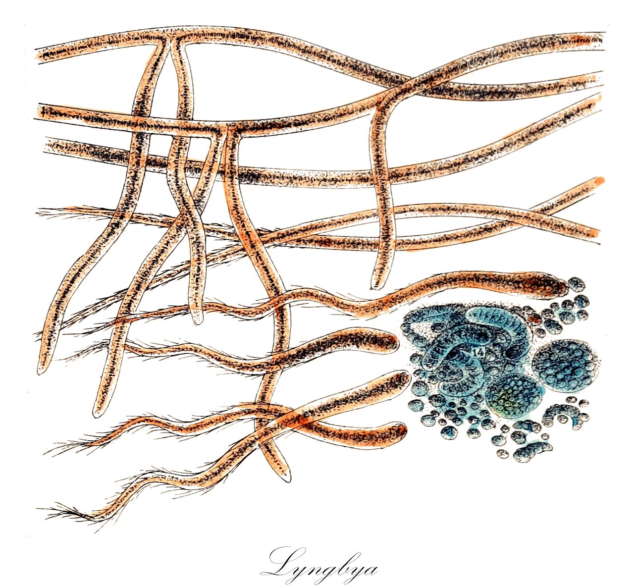 Lyngbya - Oscillatoriaceae,Biota,Bacteria,Negibacteria,Cyanobacteria,Cyanophyceae,Nostocales,Oscillatoriaceae,Lyngbya