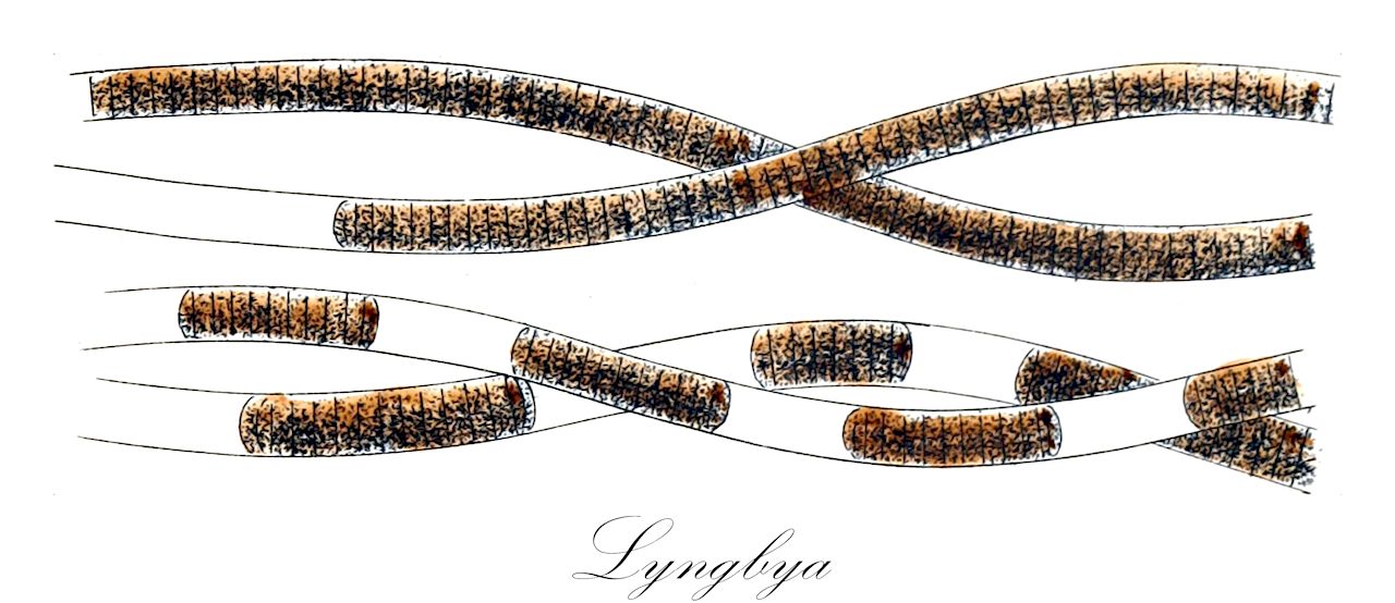 Lyngbya - Oscillatoriaceae,Biota,Bacteria,Negibacteria,Cyanobacteria,Cyanophyceae,Nostocales,Oscillatoriaceae,Lyngbya
