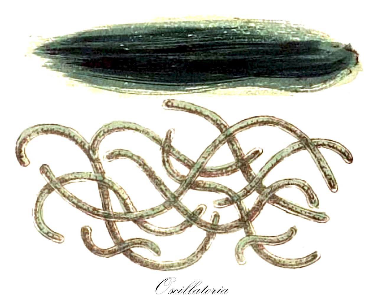 Oscillatoria - Cyanobacteria,Biota,Bacteria,Negibacteria,Cyanobacteria,Cyanophyceae,Nostocales,Oscillatoriaceae,Oscillatoria