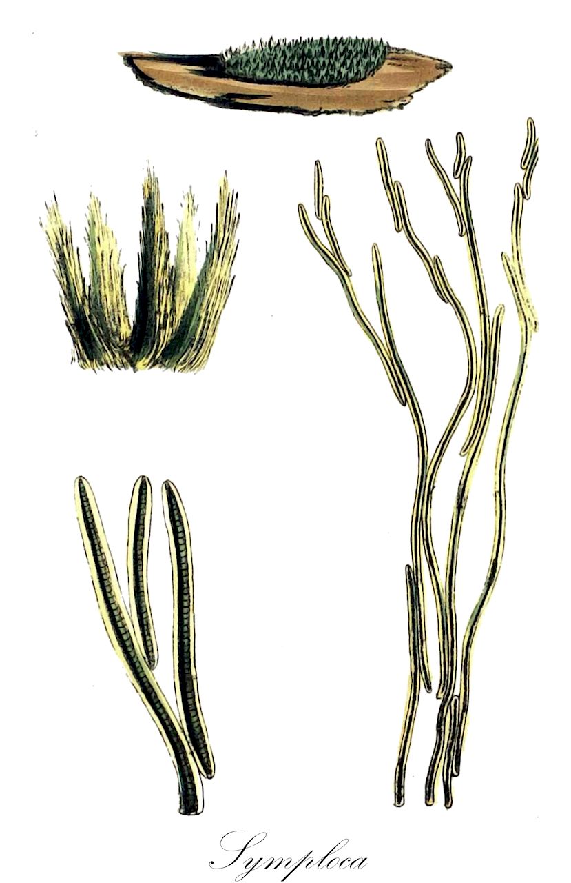 Symploca - Cyanobacteria,Biota,Bacteria,Negibacteria,Cyanobacteria,Cyanophyceae,Nostocales,Oscillatoriaceae,Symploca