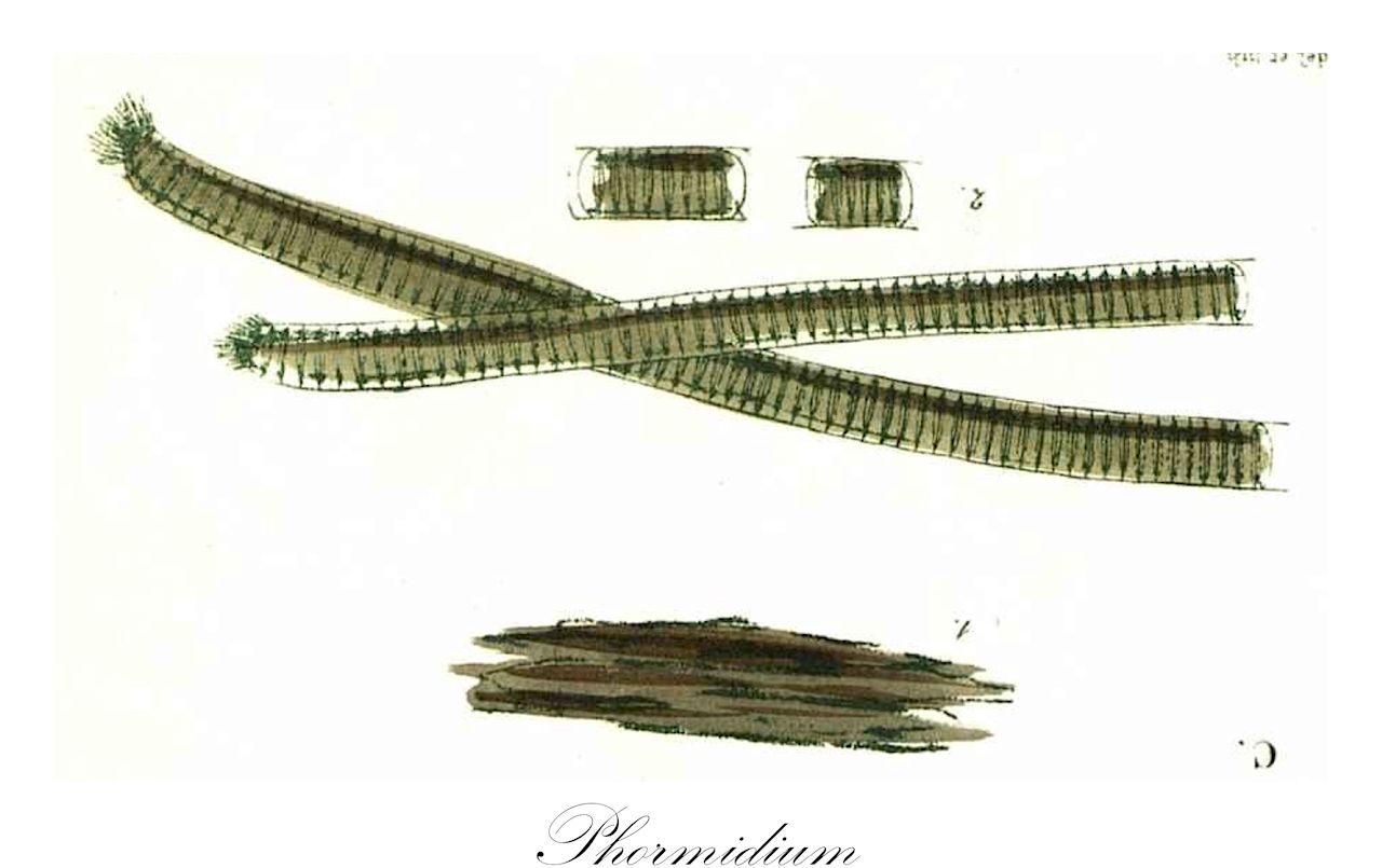 Phormidium - Cyanobacteria,Biota,Bacteria,Negibacteria,Cyanobacteria,Cyanophyceae,Nostocales,Oscillatoriaceae,Phormidium