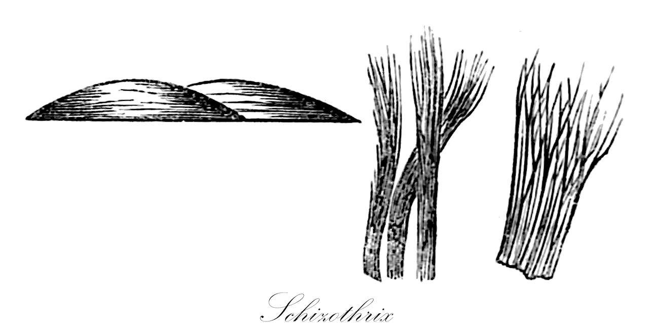 Schizothrix - Oscillatoriaceae,Biota,Bacteria,Negibacteria,Cyanobacteria,Cyanophyceae,Nostocales,Oscillatoriaceae,Schizothrix